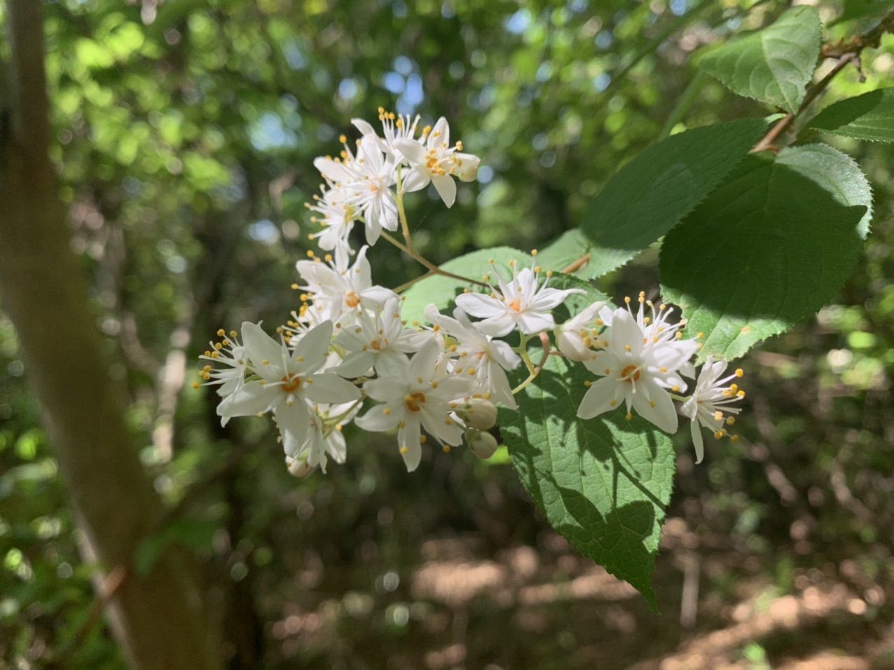 野鳥の森をおさんぽ 21 04 25 Sikiさんの徳島市の活動データ Yamap ヤマップ