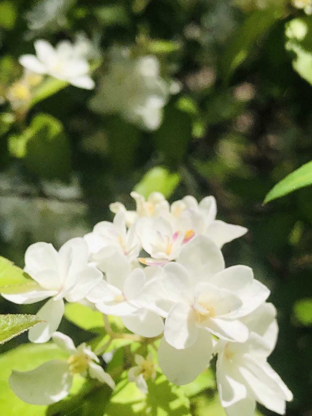 ポンポン山系花綴り 6月 きせきのきせき 神峯山の森 自然園と楊梅山 やまたいらさんのポンポン山 釈迦岳 小塩山 若山の活動日記 Yamap ヤマップ