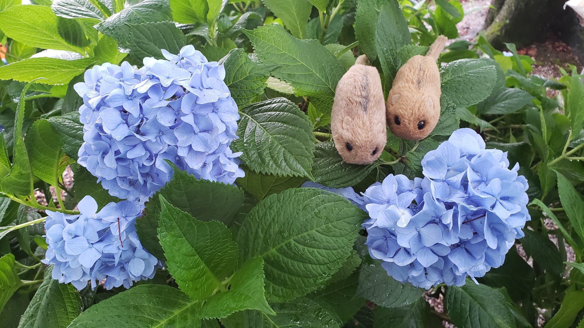 御裳 みも 神社 の花手水 19 06 08 うりやまさんの岐阜市の活動データ Yamap ヤマップ