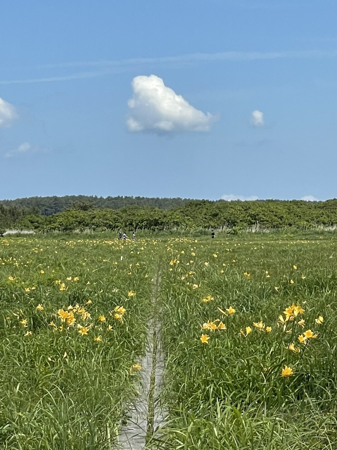 五所川原市20220609 / キョンさんの五所川原市の活動データ YAMAP / ヤマップ