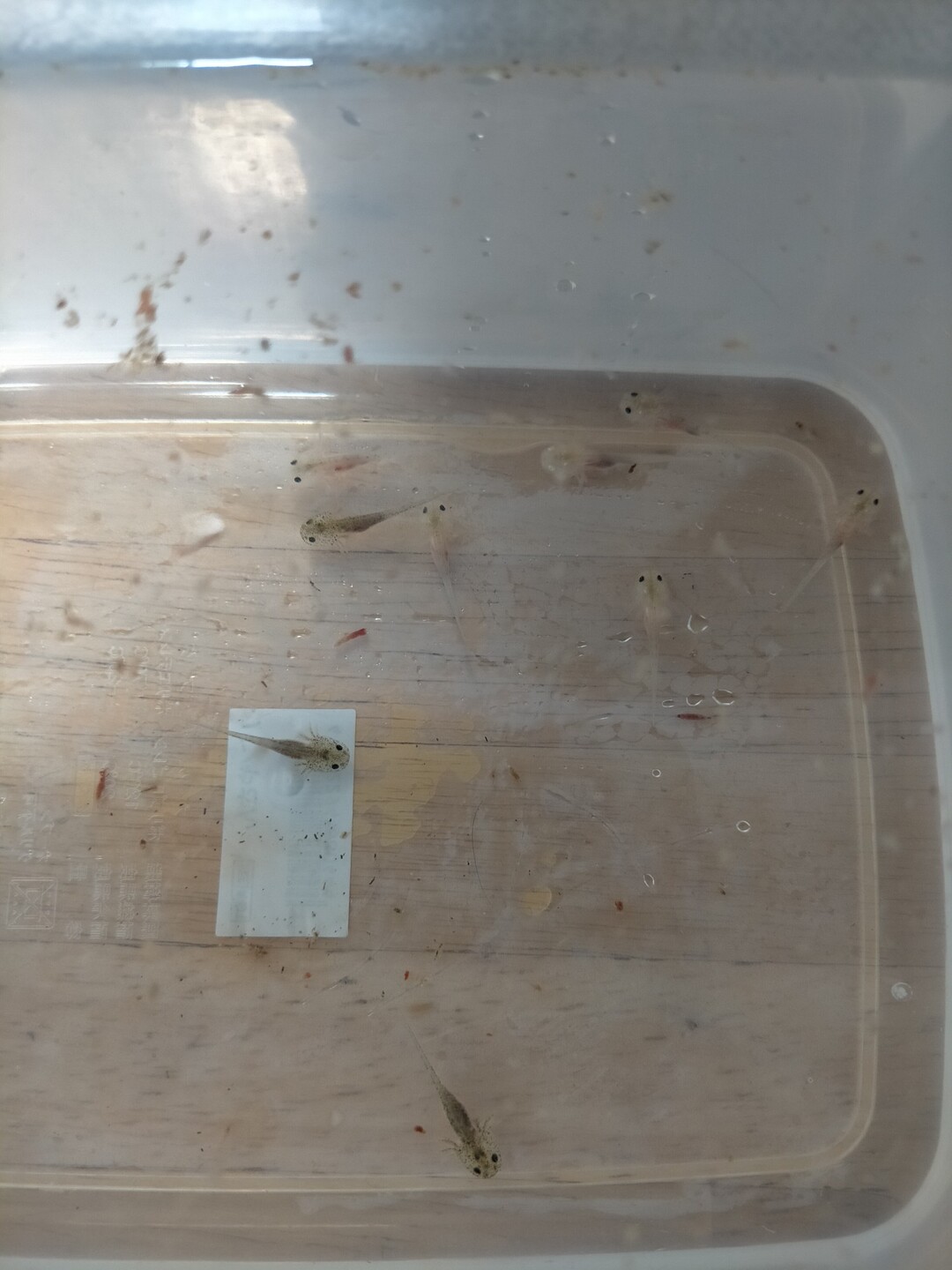 22 2 24 赤ちゃんウパ お正月 まさやんさんのモーメント Yamap ヤマップ