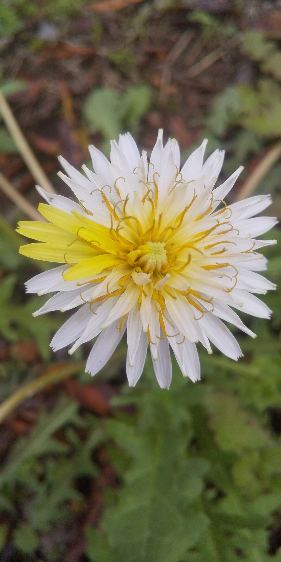 お庭の草取りをしていたらシロバナタンポポ ぽこぽこさんのモーメント Yamap ヤマップ