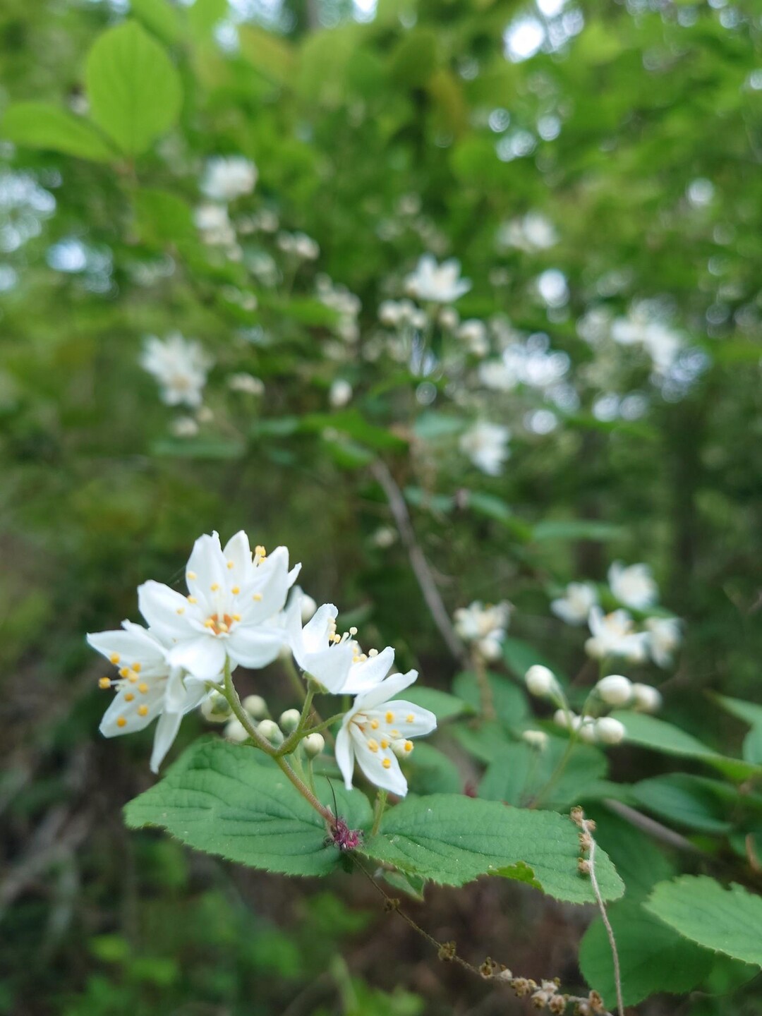 幕山　　花の百名山