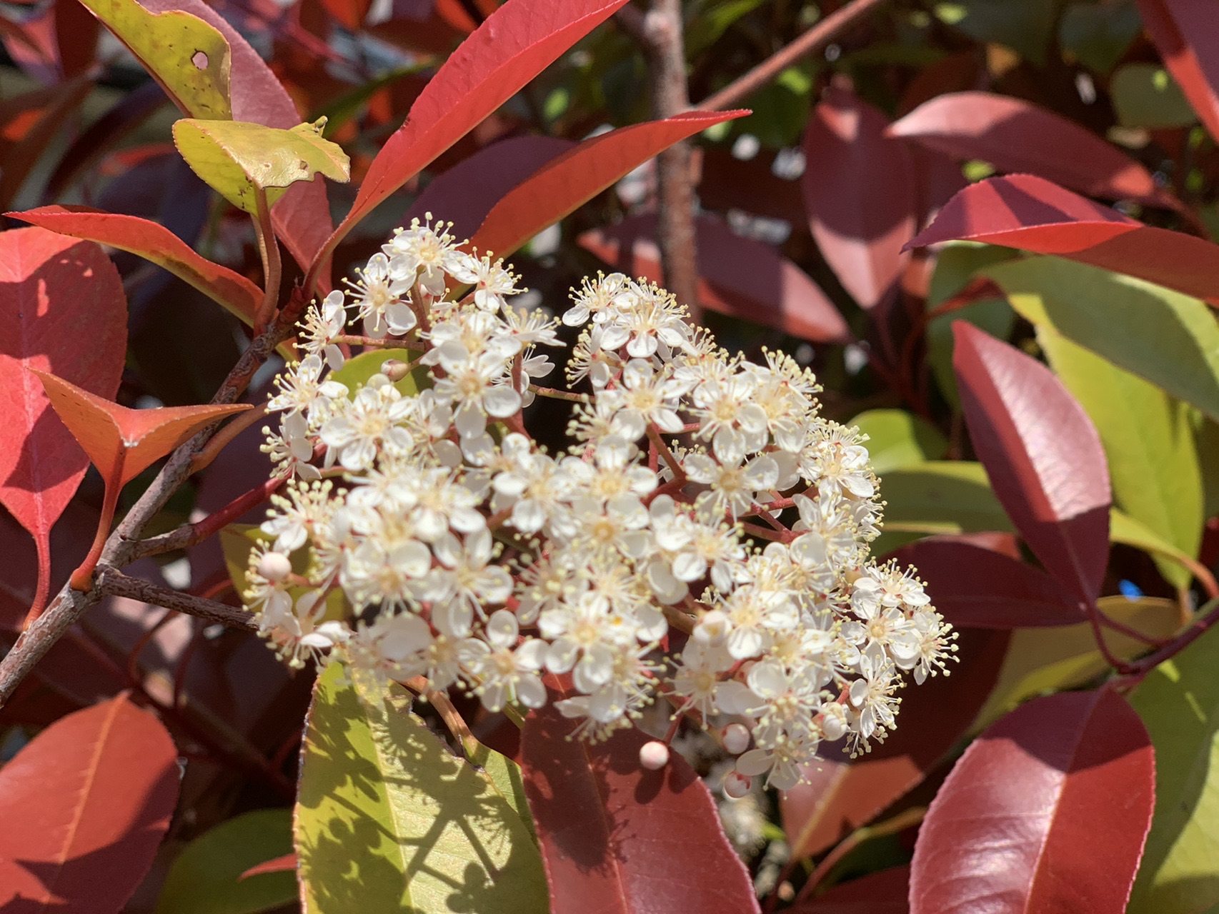 家族と一緒に庭キャン でこちゃん さんの尾張富士 尾張本宮山 尾張白山の活動日記 Yamap ヤマップ