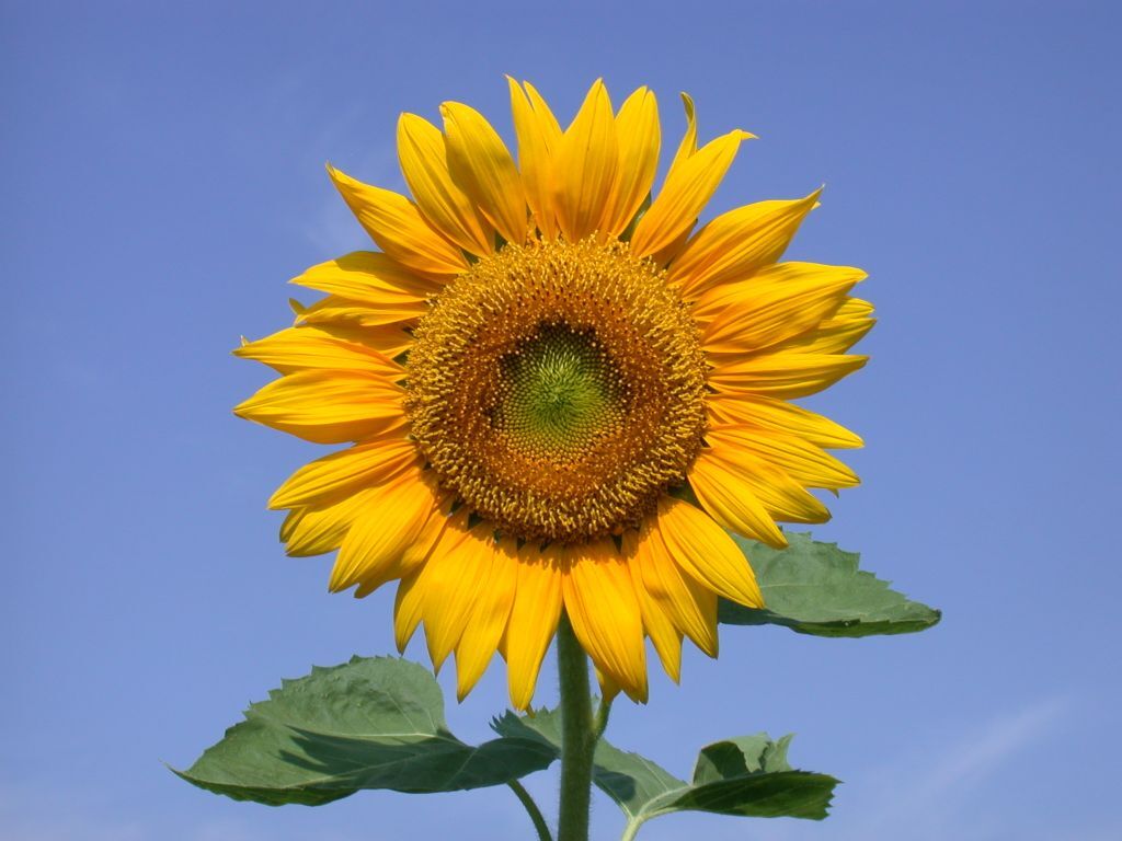 京都 与謝野町ひまわり畑 Mさんの権現山 京都府京丹後市 碇山 碇高原の活動データ Yamap ヤマップ