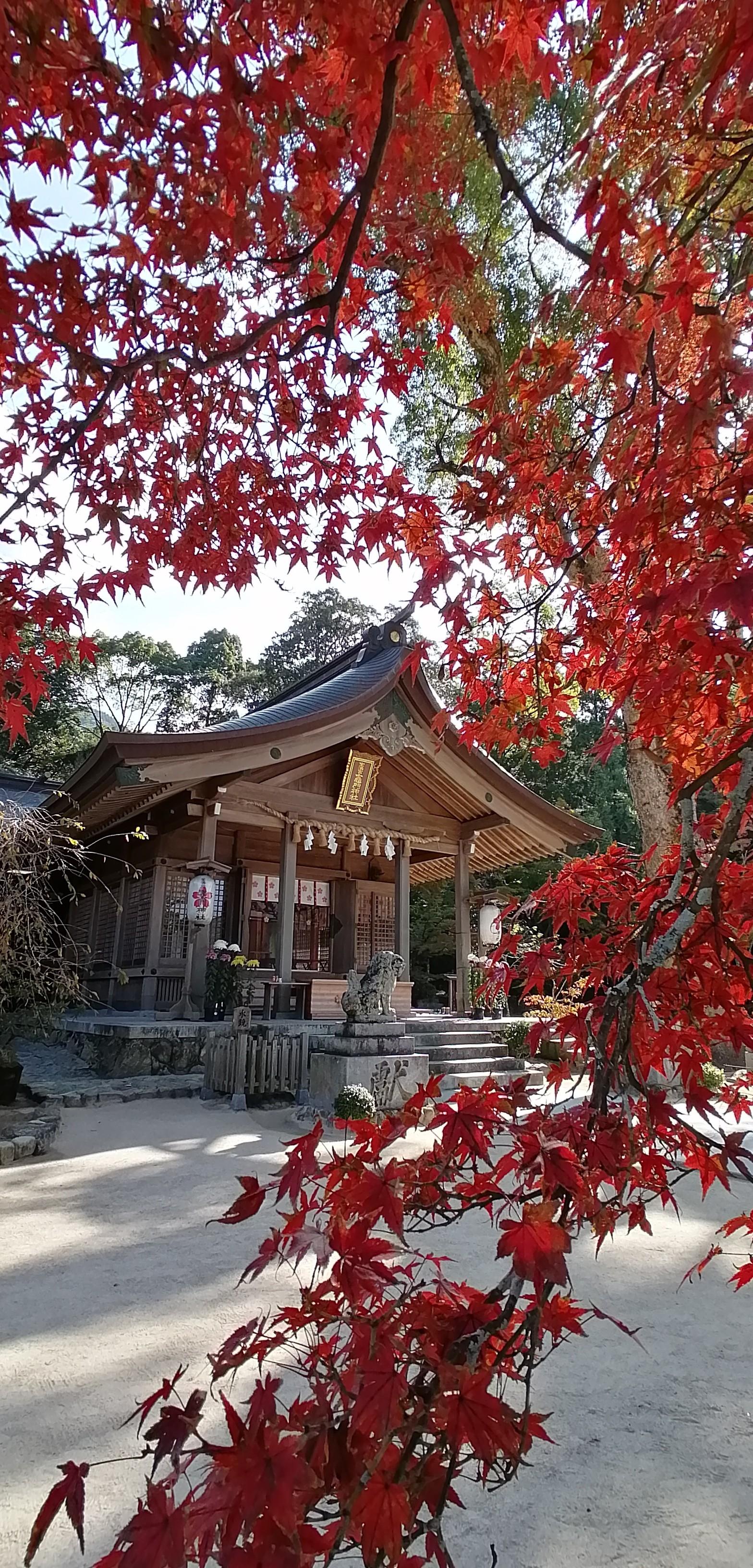 宝満山 紅葉の竈門神社から正面登山道 さんゆーさんの宝満山 三郡山 若杉山の活動データ Yamap ヤマップ