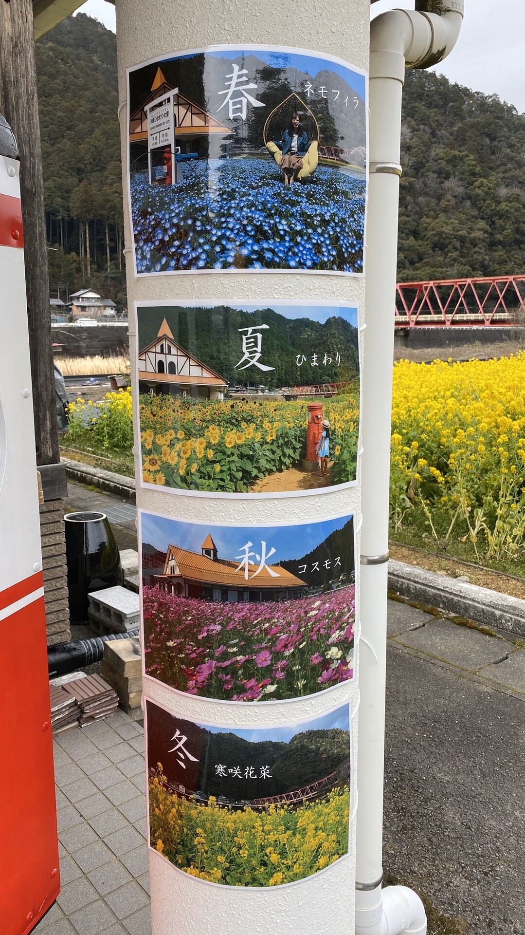 寒咲花菜 洲原ひまわりの里 03 07 うりやまさんの高沢山 平成山 高曝山の活動日記 Yamap ヤマップ