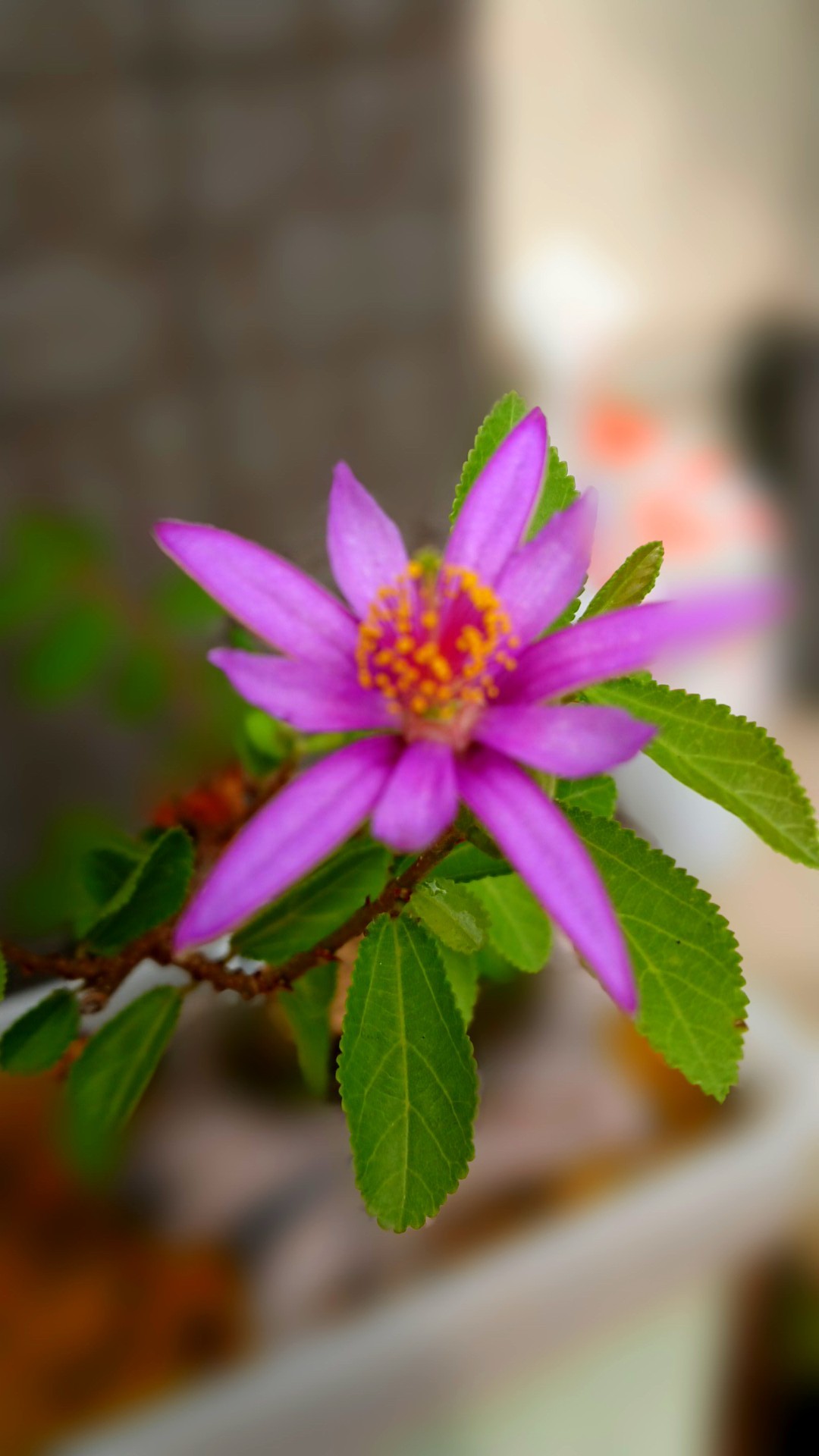 自然保護センター 種松山野草園の花々 奏龍さんの妙見山の活動日記 Yamap ヤマップ