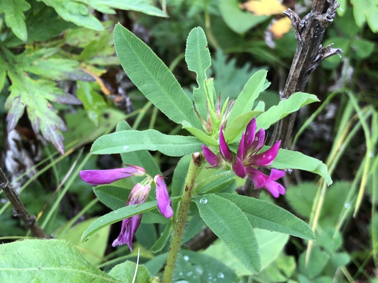 美ヶ原 花図鑑 Tfさんの美ヶ原の活動データ Yamap ヤマップ
