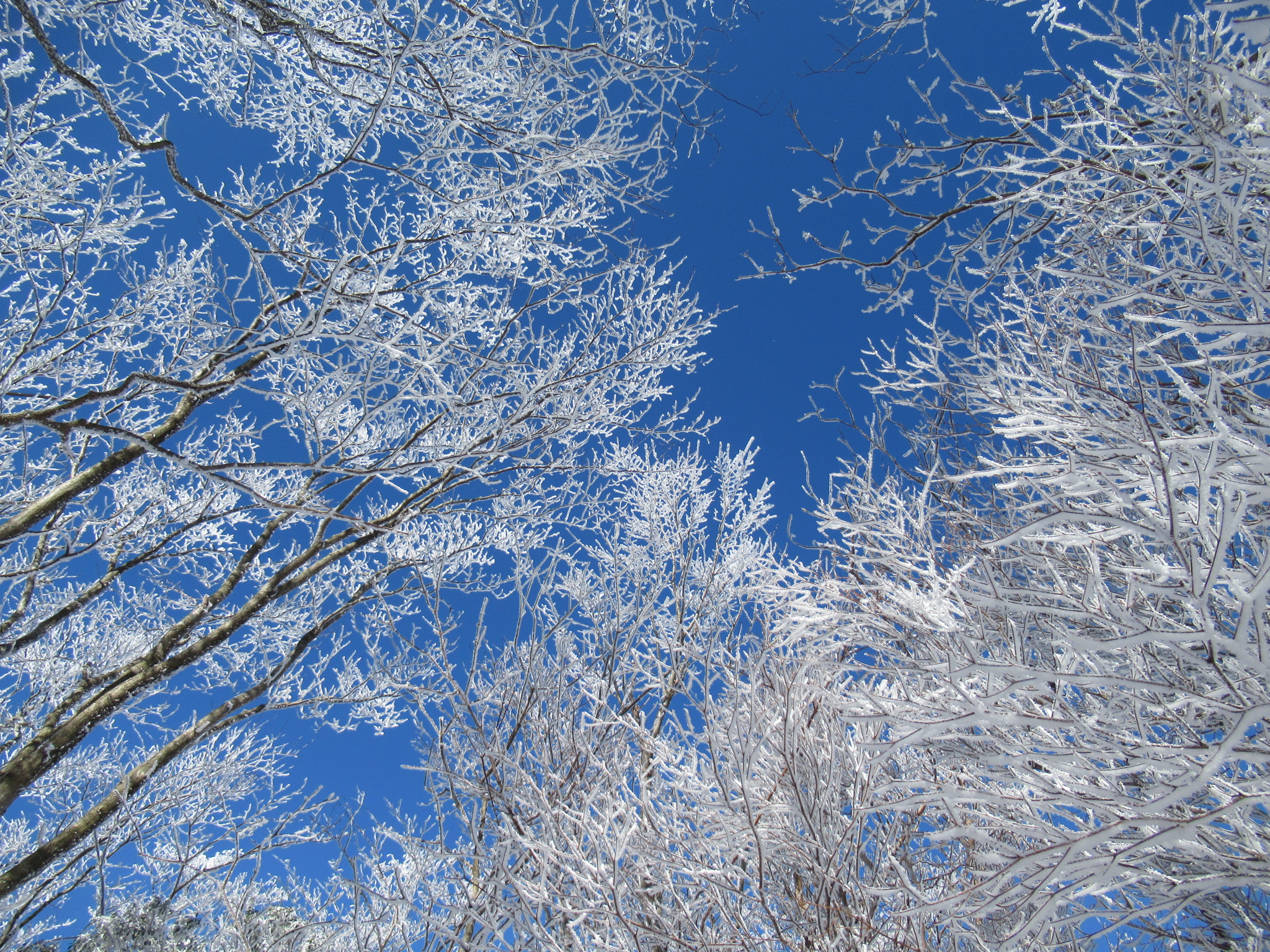 霧氷 美しい三峰山 三重県 奈良県 02 11 Asayanさんの三峰山 学能堂山 栗ノ木岳の活動データ Yamap ヤマップ