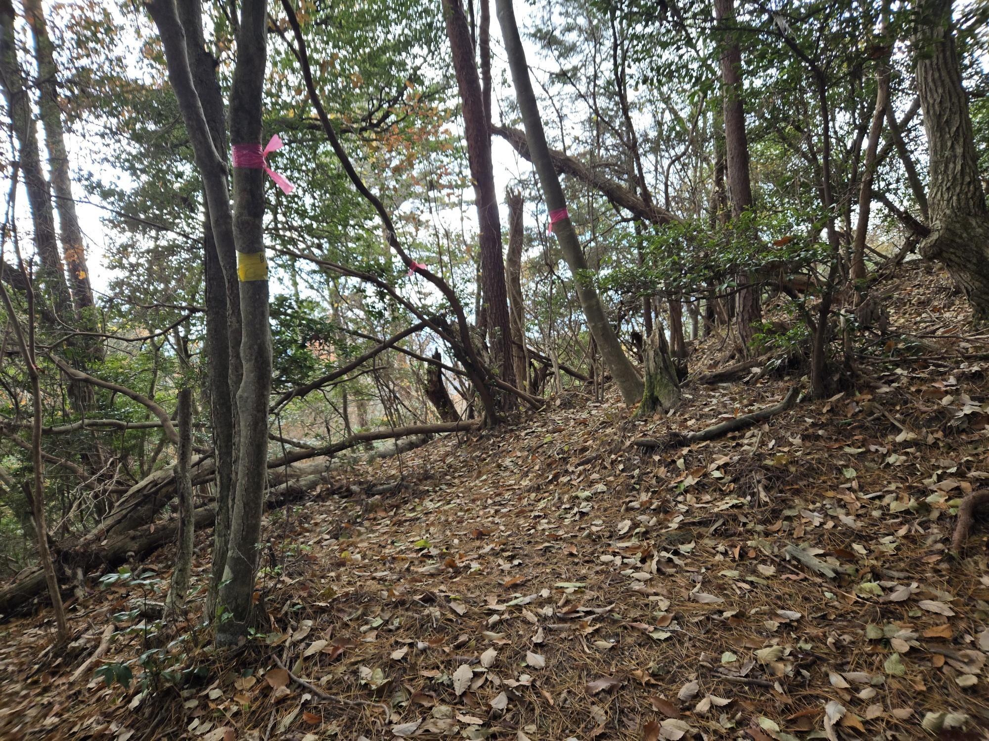 三輪山・巻向山・龍王山 分岐です❗。
