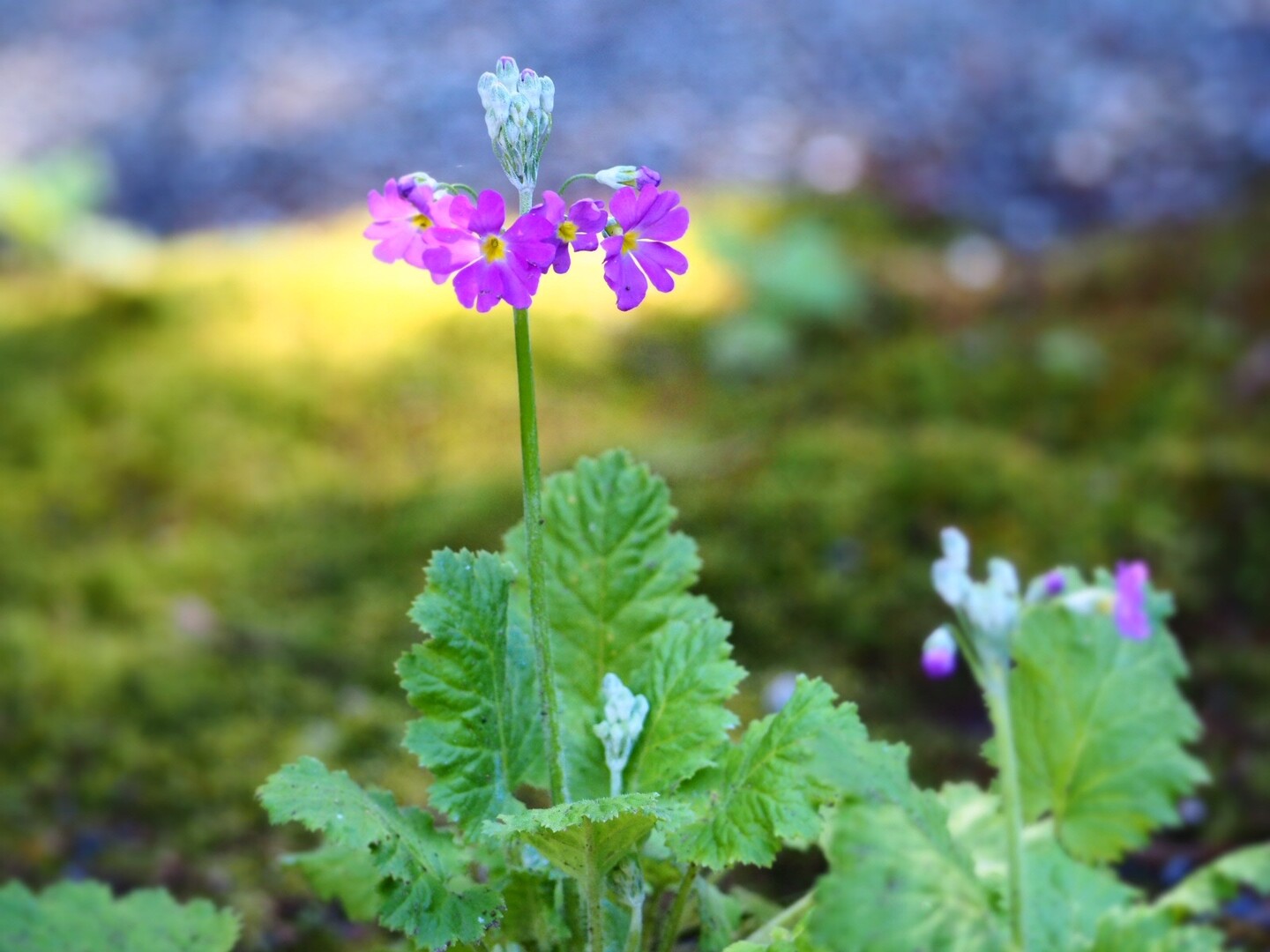 鎌倉花めぐり 浄智寺 鎌倉アルプス 浄妙寺 鎌倉アルプス 大平山 天台山 の写真8枚目 こちらはピンクのサクラソウ ﾉﾟoﾟ ﾉ Yamap ヤマップ