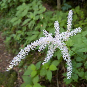 お花❁