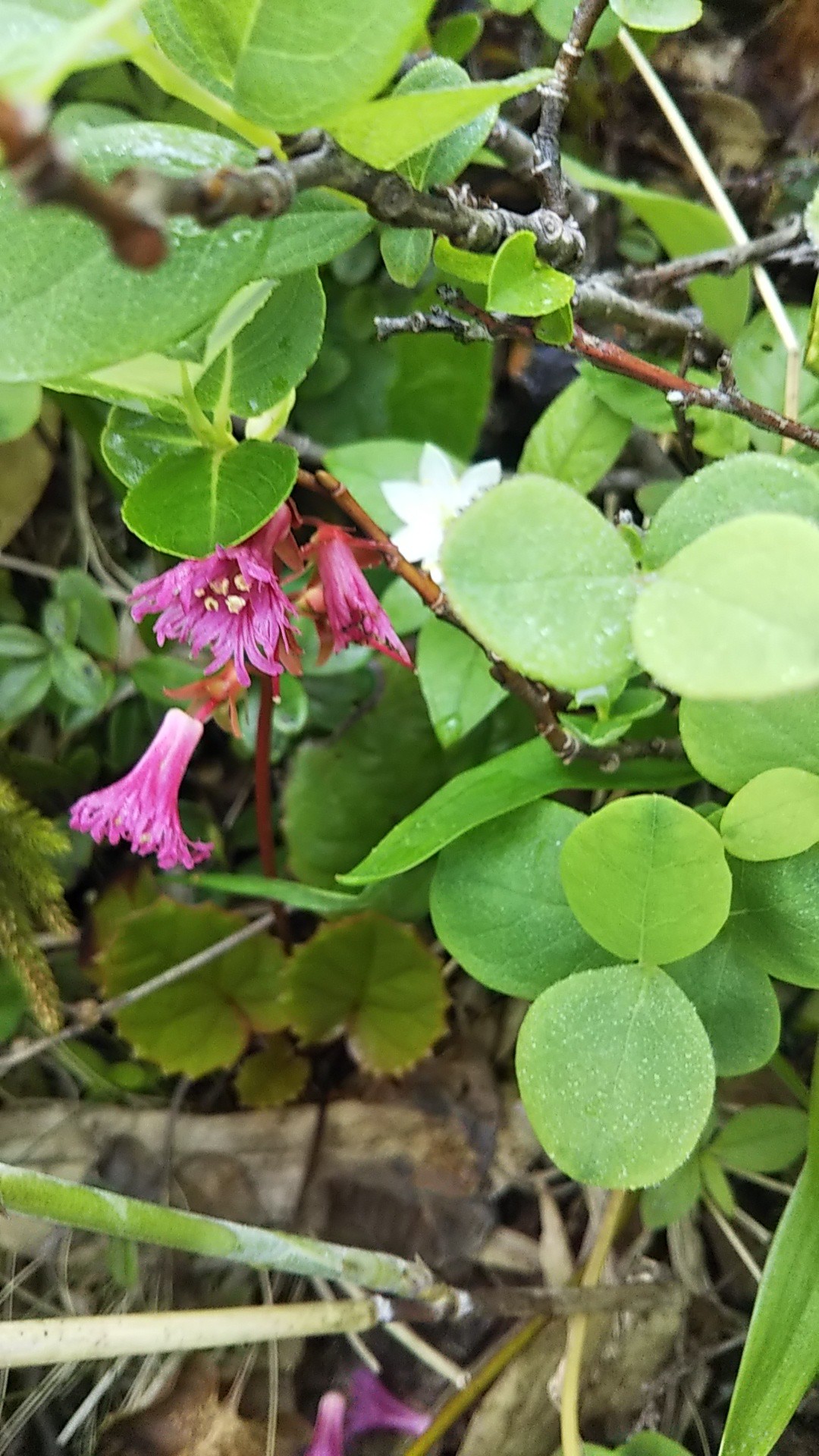 ツツジ満開の四阿山 花の百名山根子岳19 06 29 やりほつるぎさんの菅平高原スノーリゾート の活動日記 Yamap ヤマップ