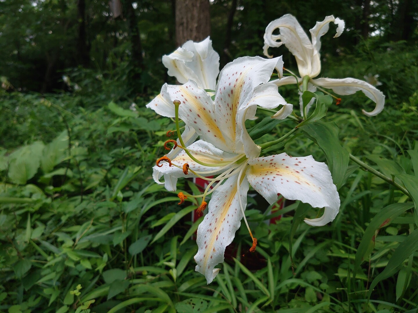 スマホテスト 浅間山 中山 前山 くじら山 22 7 24 府中市 東京都 の写真枚目 Yamap ヤマップ