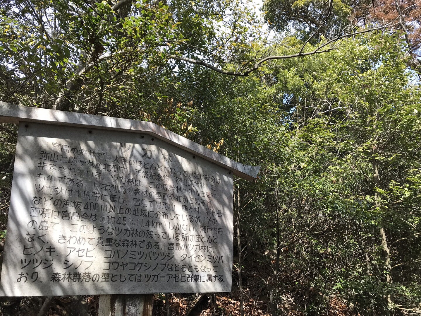 宮島 厳島神社 弥山 19 02 24 宮島 厳島 弥山の写真16枚目 ツガ林 天然記念物 弥山原始林の中心をな Yamap ヤマップ