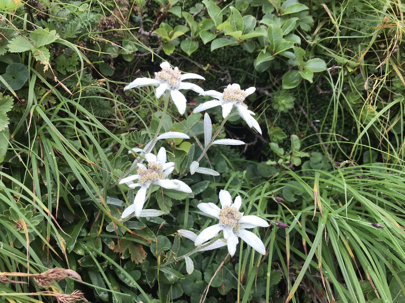 ウスユキソウと蛇紋岩を縦走0731早池峰山 中岳 鶏頭山 Gataさんの早池峰山 薬師岳 鶏頭山の活動データ Yamap ヤマップ