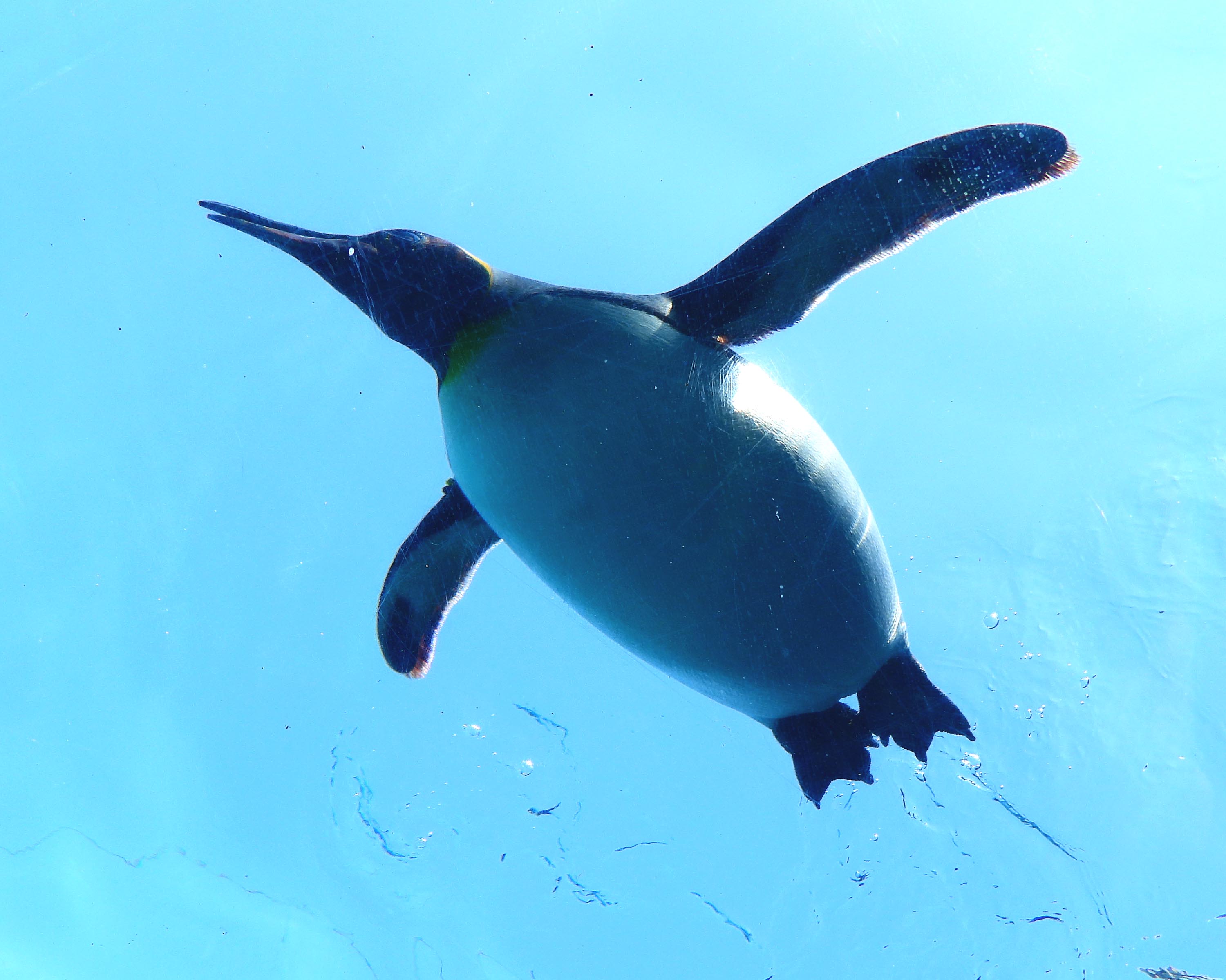 ペンギン散歩 旭山でソリ滑り Pon 夫 連れ 妻 さんの旭川市の活動日記 Yamap ヤマップ