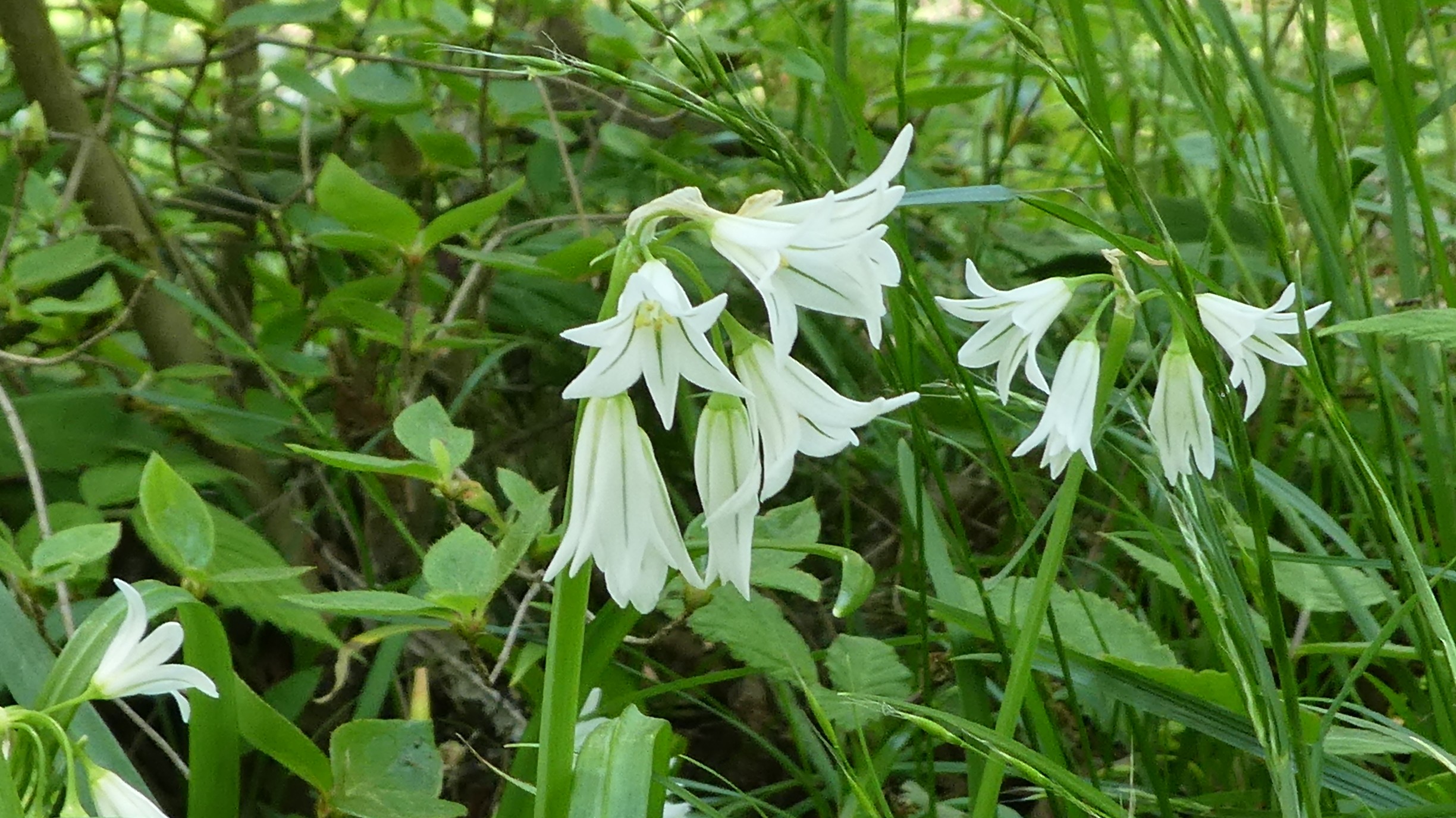 清水山 福岡県 04 28 おさみんさんの清水山 福岡県 の活動日記 Yamap ヤマップ