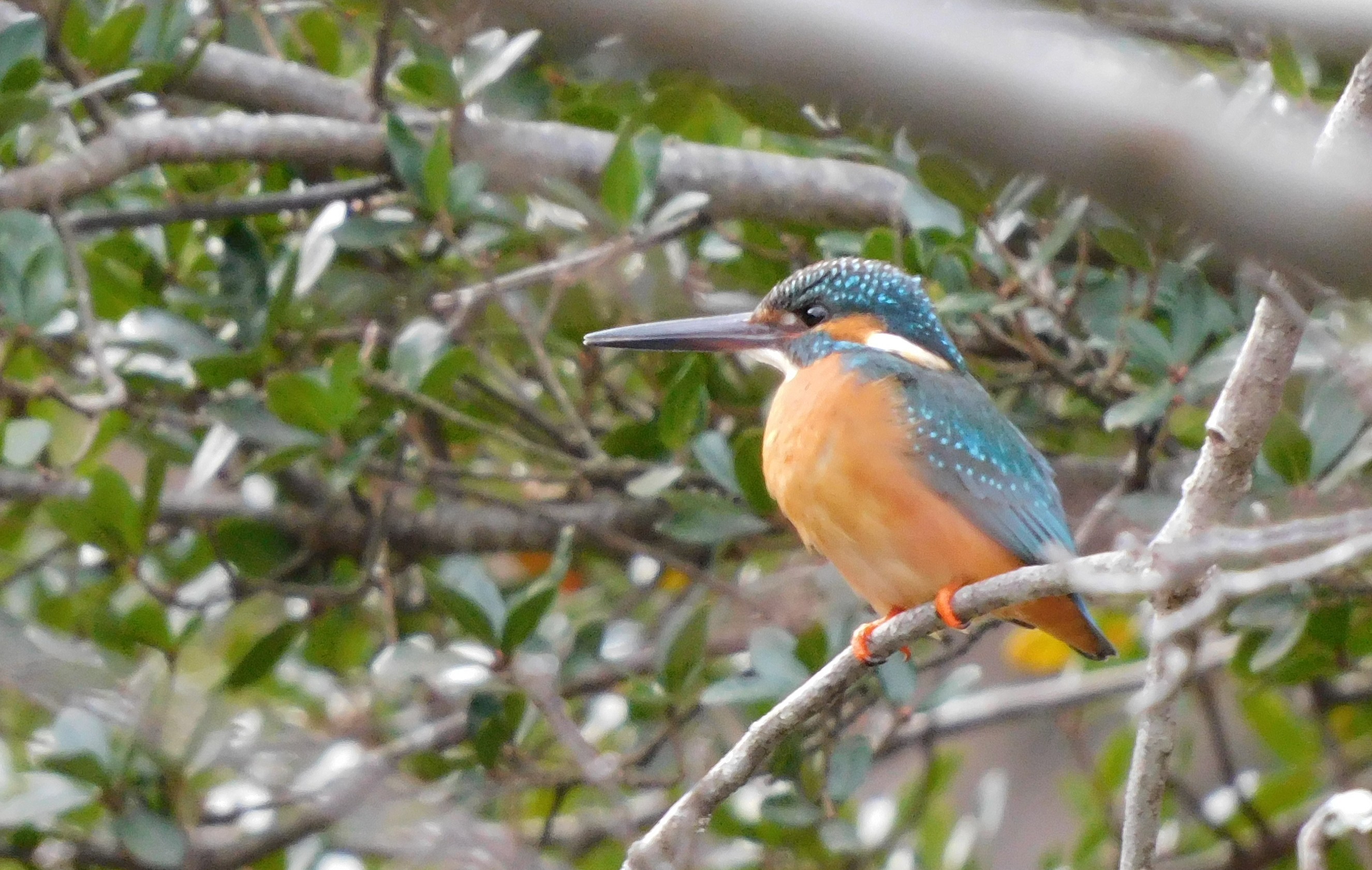 伊勢神宮 五十鈴公園で 鳥撮 ひーさんの伊勢市の活動日記 Yamap ヤマップ