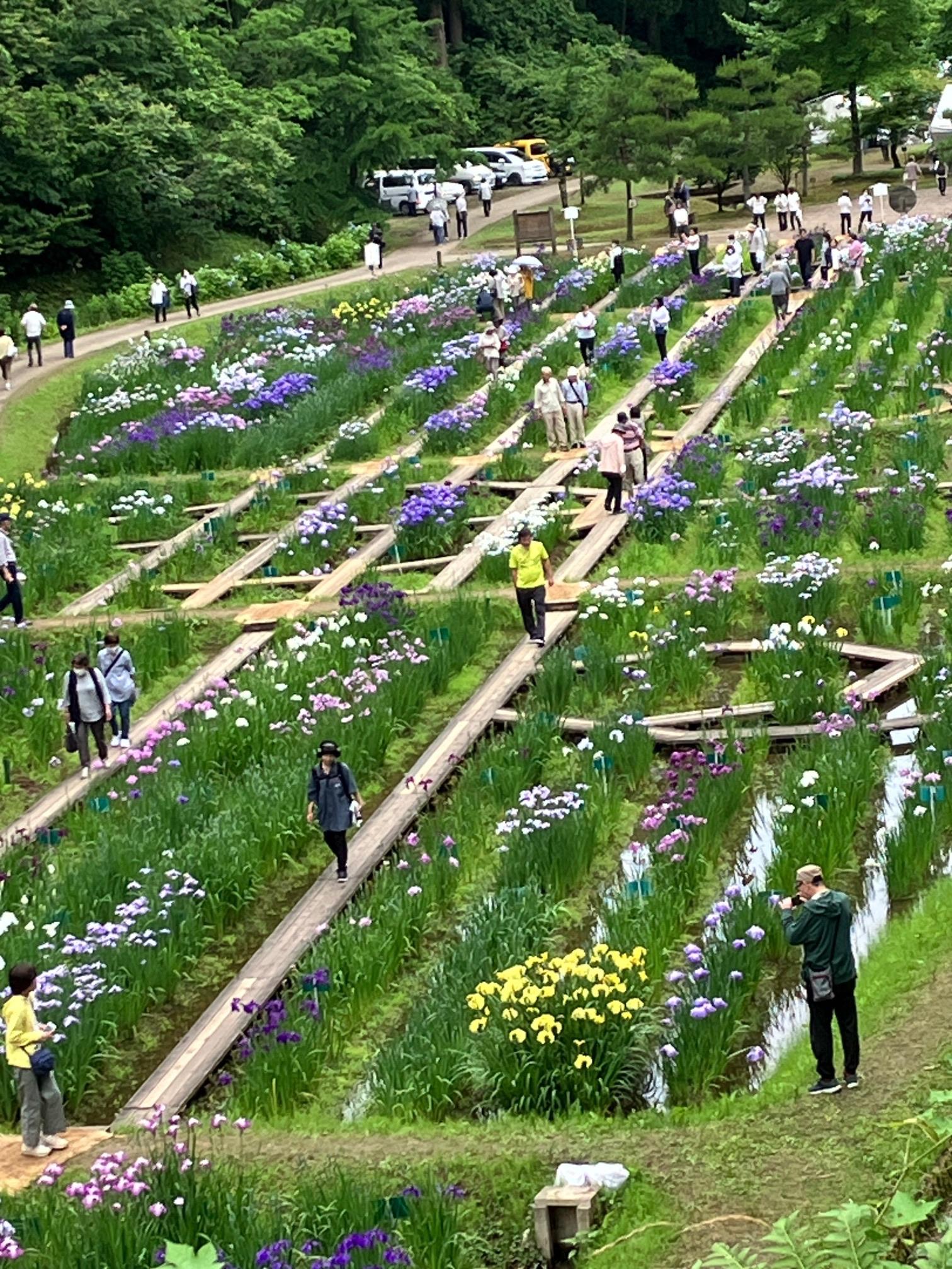 天狗山・鵯山 頼成の森 花しょうぶ祭り / おとうさんの頼成の森・天狗山の活動データ | YAMAP / ヤマップ