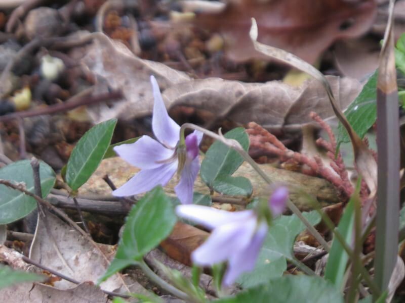 弥生の空風が強くても桜の花風に散らないで物語 篠栗町の写真10枚目 Yamap ヤマップ