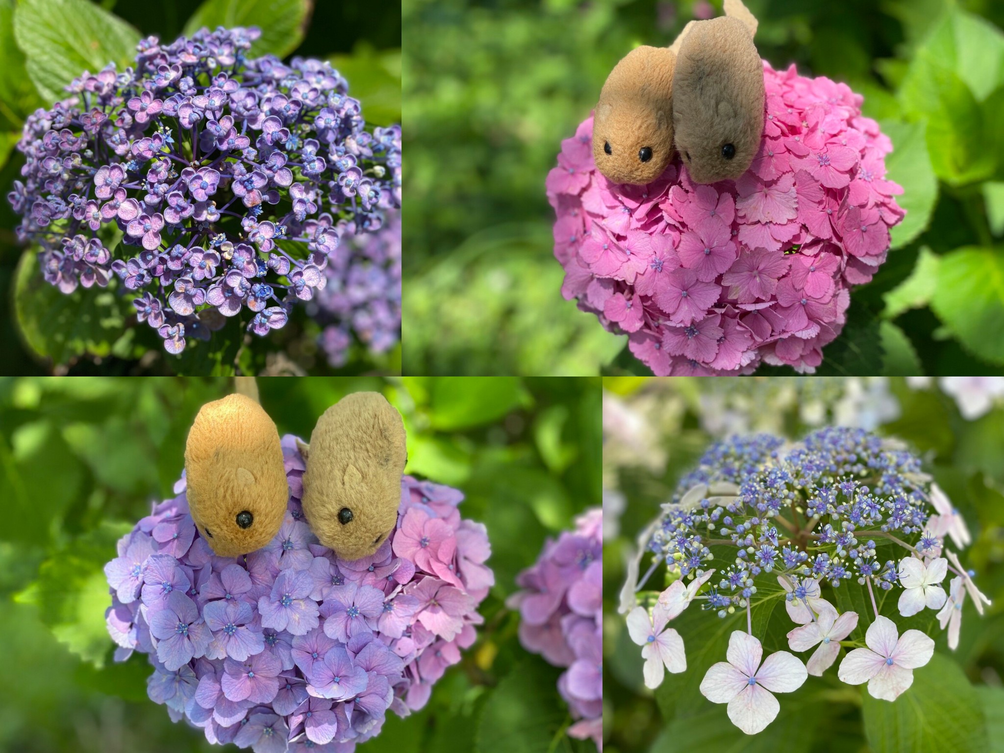 輪之内町あじさいロード 06 うりやまさんの岐阜市の活動データ Yamap ヤマップ