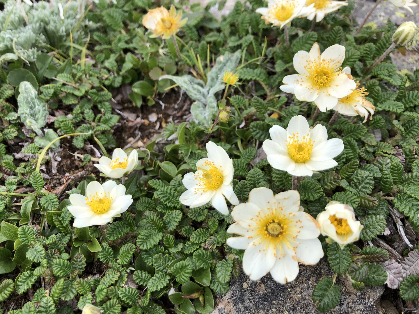 満開のお花畑とゼブラ 銀泉台 赤岳 小泉岳 白雲岳 てっち 帯広さんの大雪山系 旭岳 トムラウシの活動日記 Yamap ヤマップ