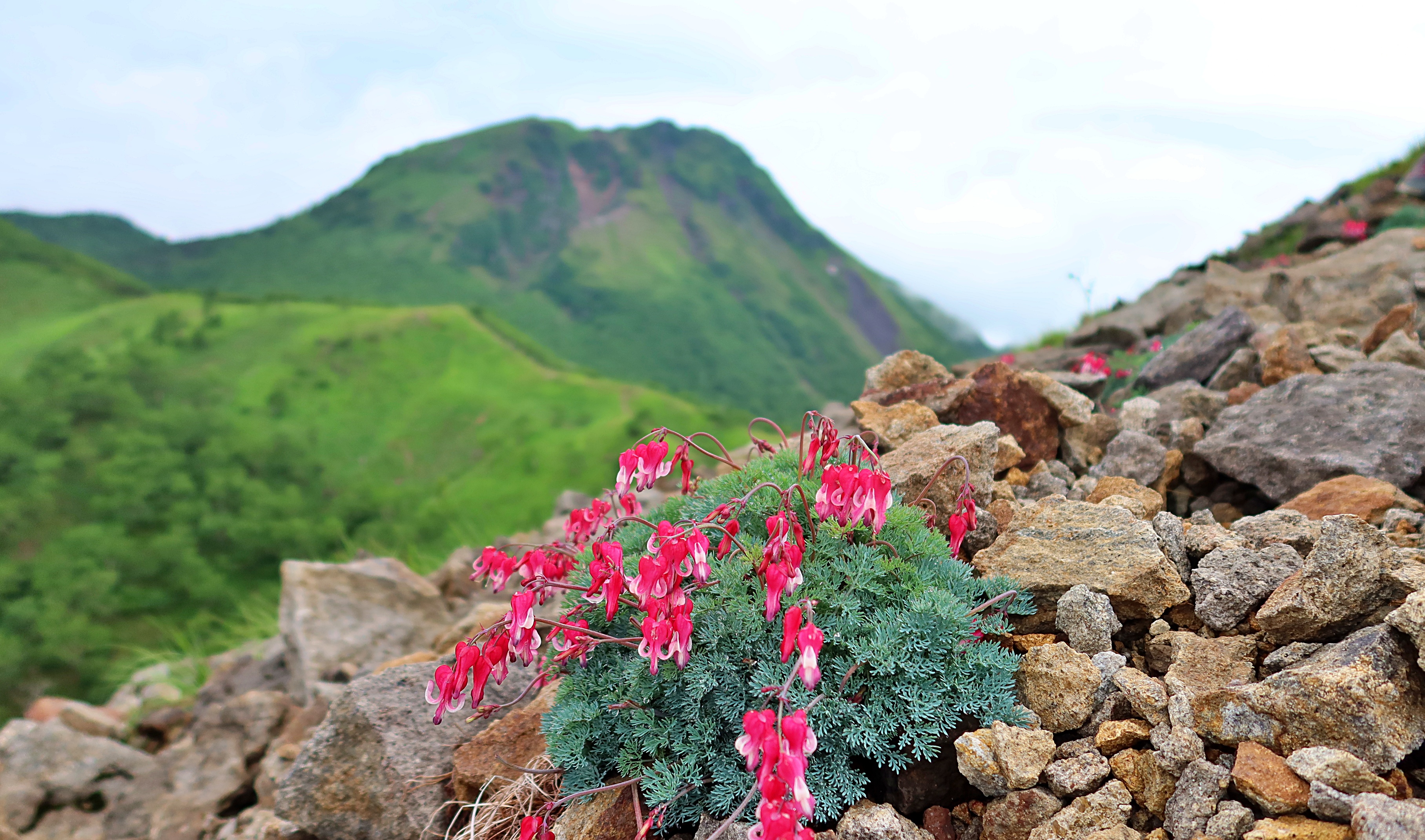 前白根は深紅 瞑想谷は薄紅の 女王コマクサ Kazuさんの日光白根山 五色山 錫ヶ岳の活動データ Yamap ヤマップ