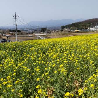鹿田山 鹿田山、一部菜の花が見頃となっております。