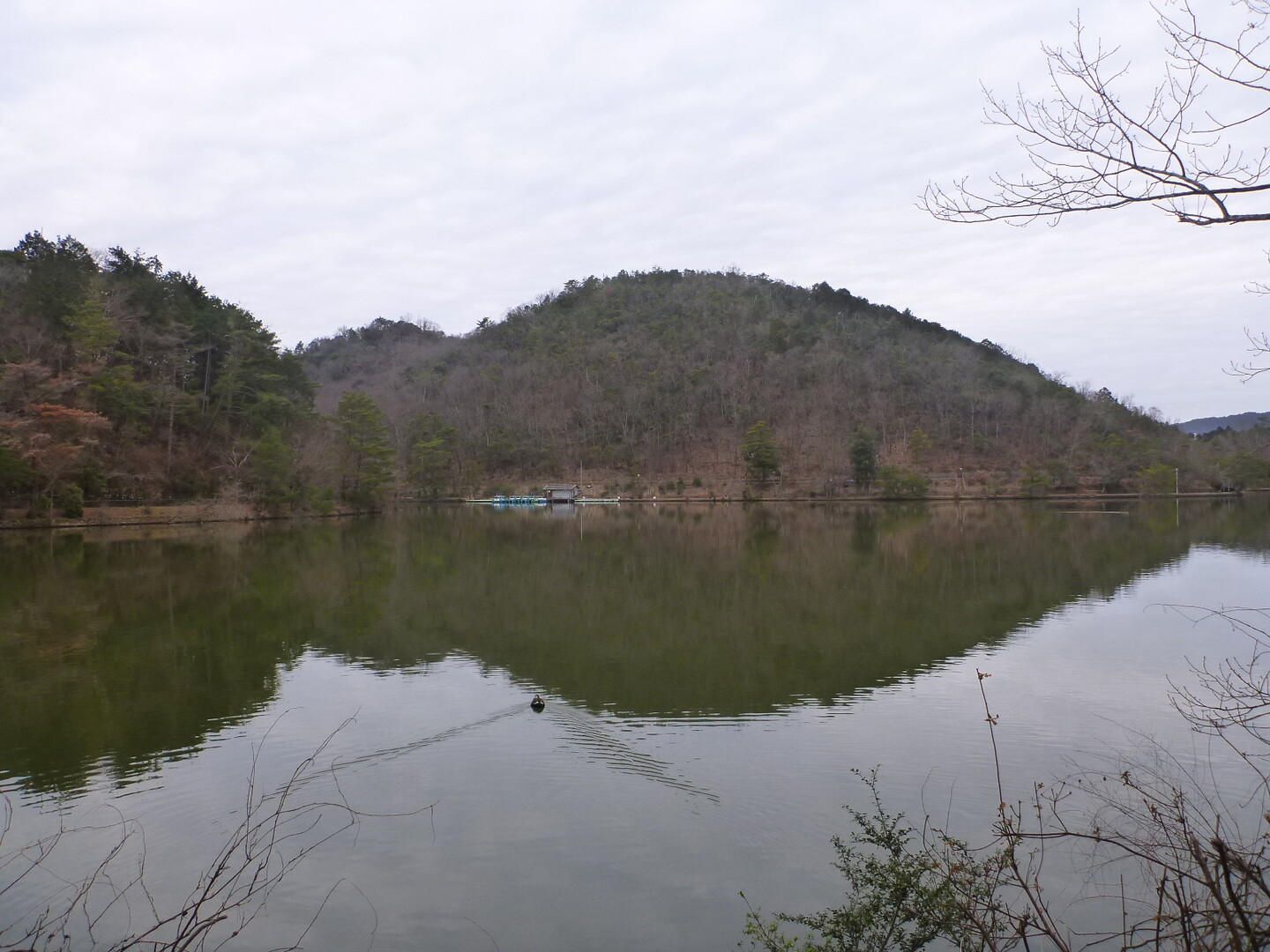 深泥池 宝ヶ池 01 26 Hanagonさんの京都市の活動日記 Yamap ヤマップ