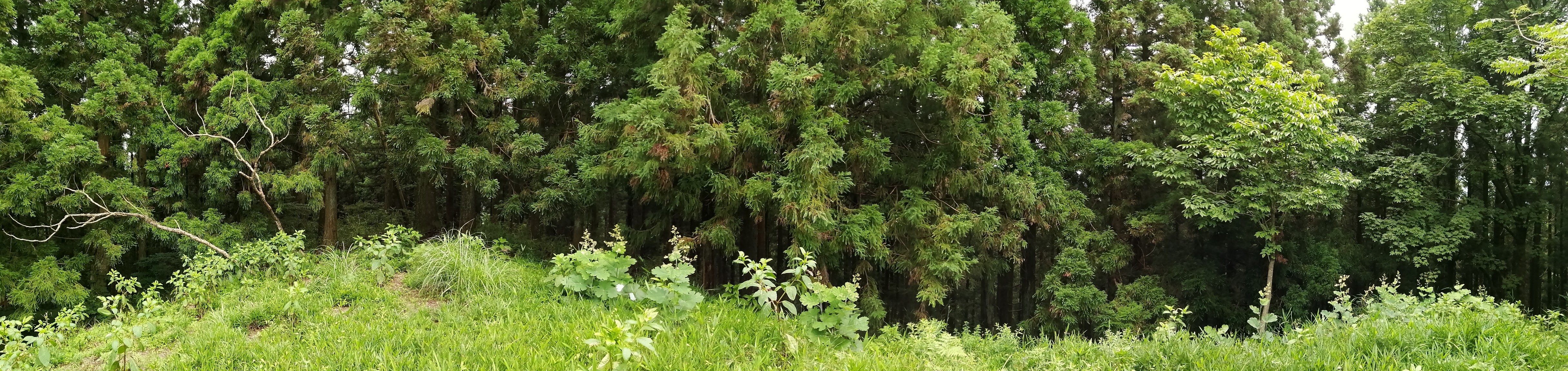 大月山 高縄山 07 19 ジョン スミスさんの松山市 北エリアの活動日記 Yamap ヤマップ