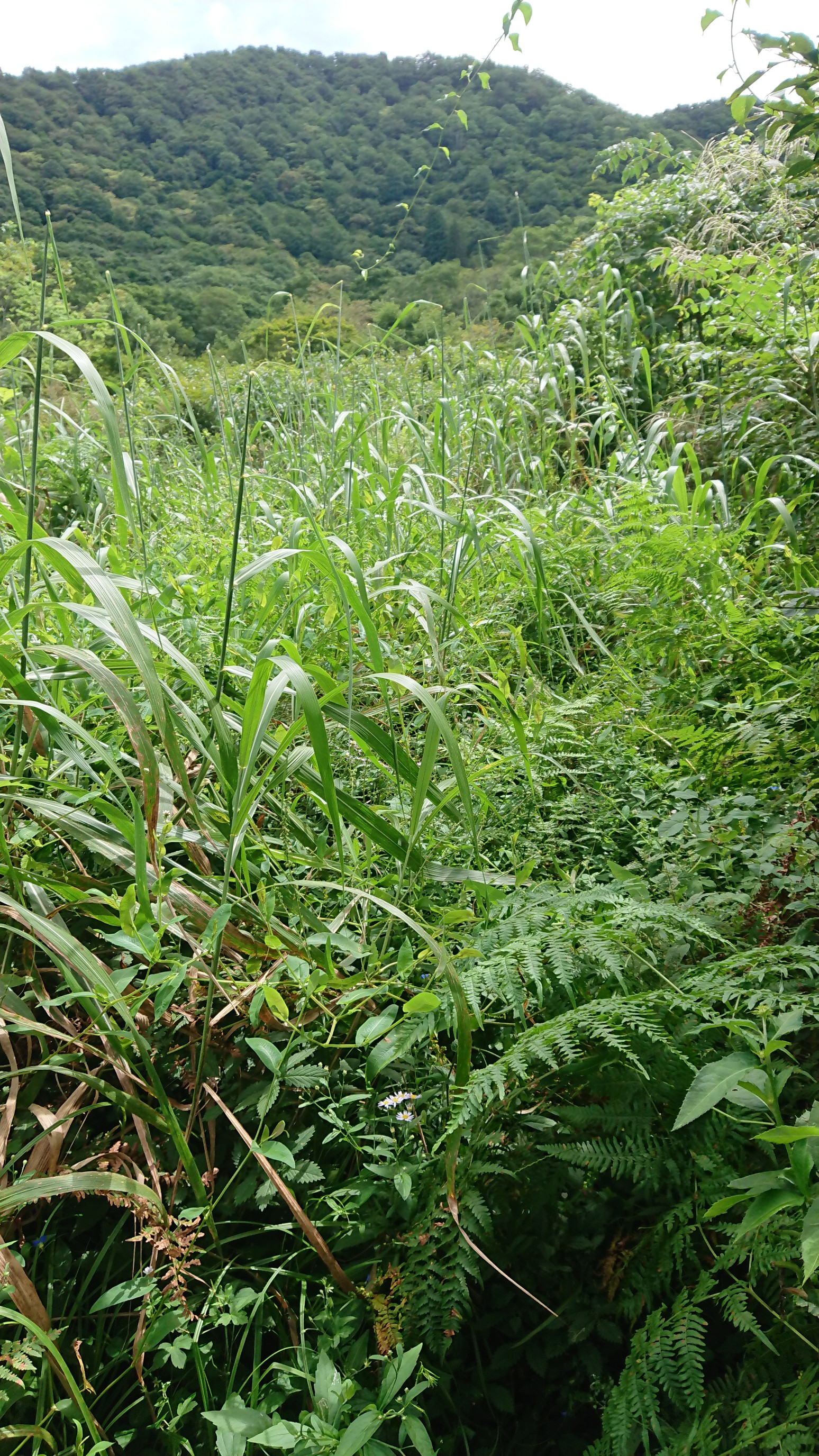 木六山・銀次郎山 Before
