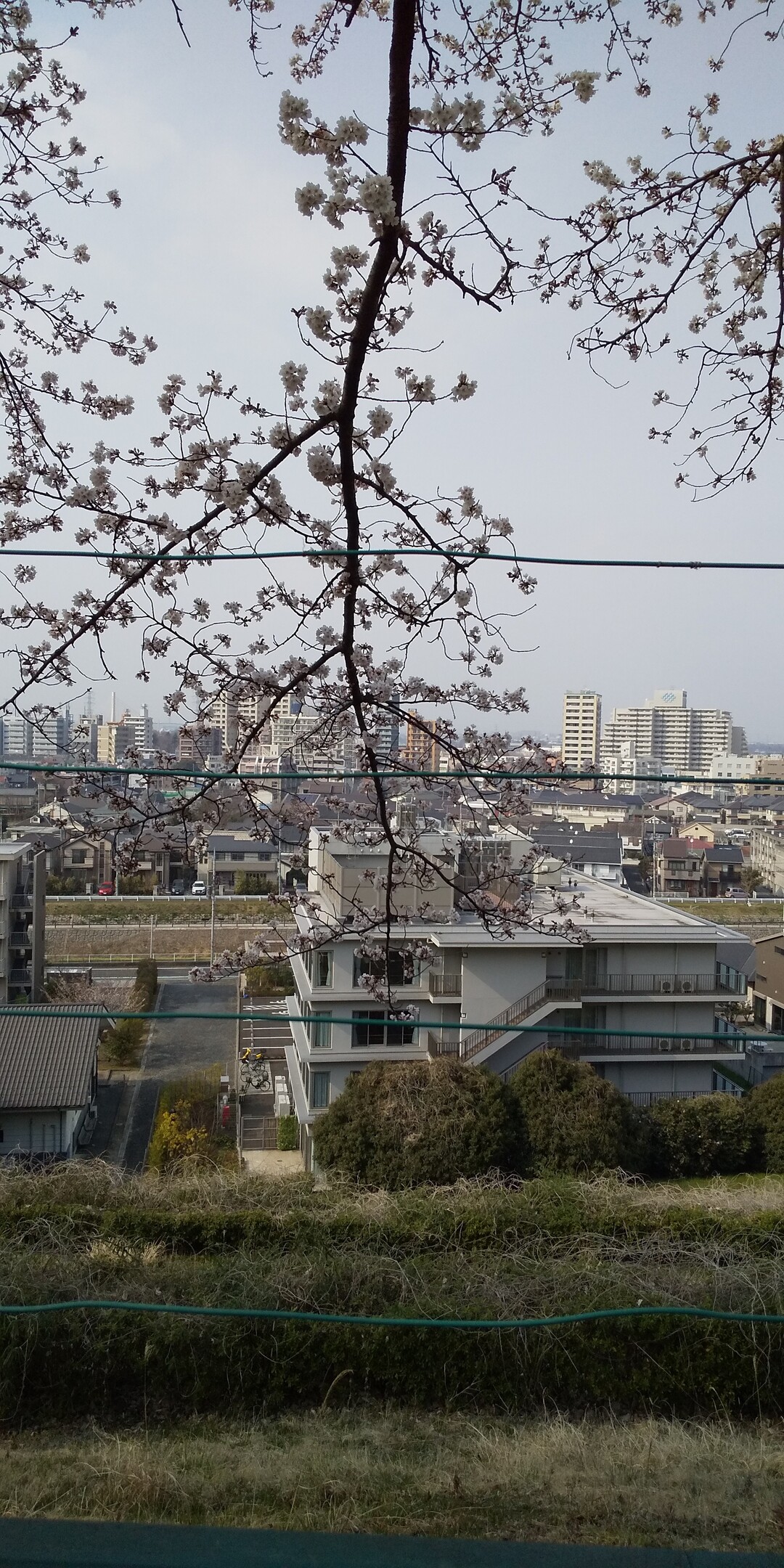 桜散歩 多摩センターから聖蹟桜ヶ丘 19 03 30 マモくんさんの多摩市の活動日記 Yamap ヤマップ