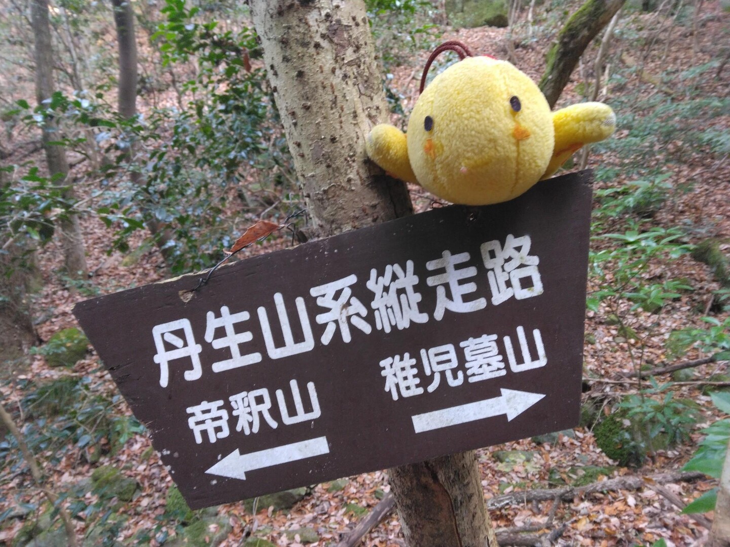 丹生山系縦走 藍那から五社へ ちょっとおまけの旅 / ご近所散策委員会ぽちさんの丹生山・帝釈山・シビレ山の活動データ YAMAP / ヤマップ