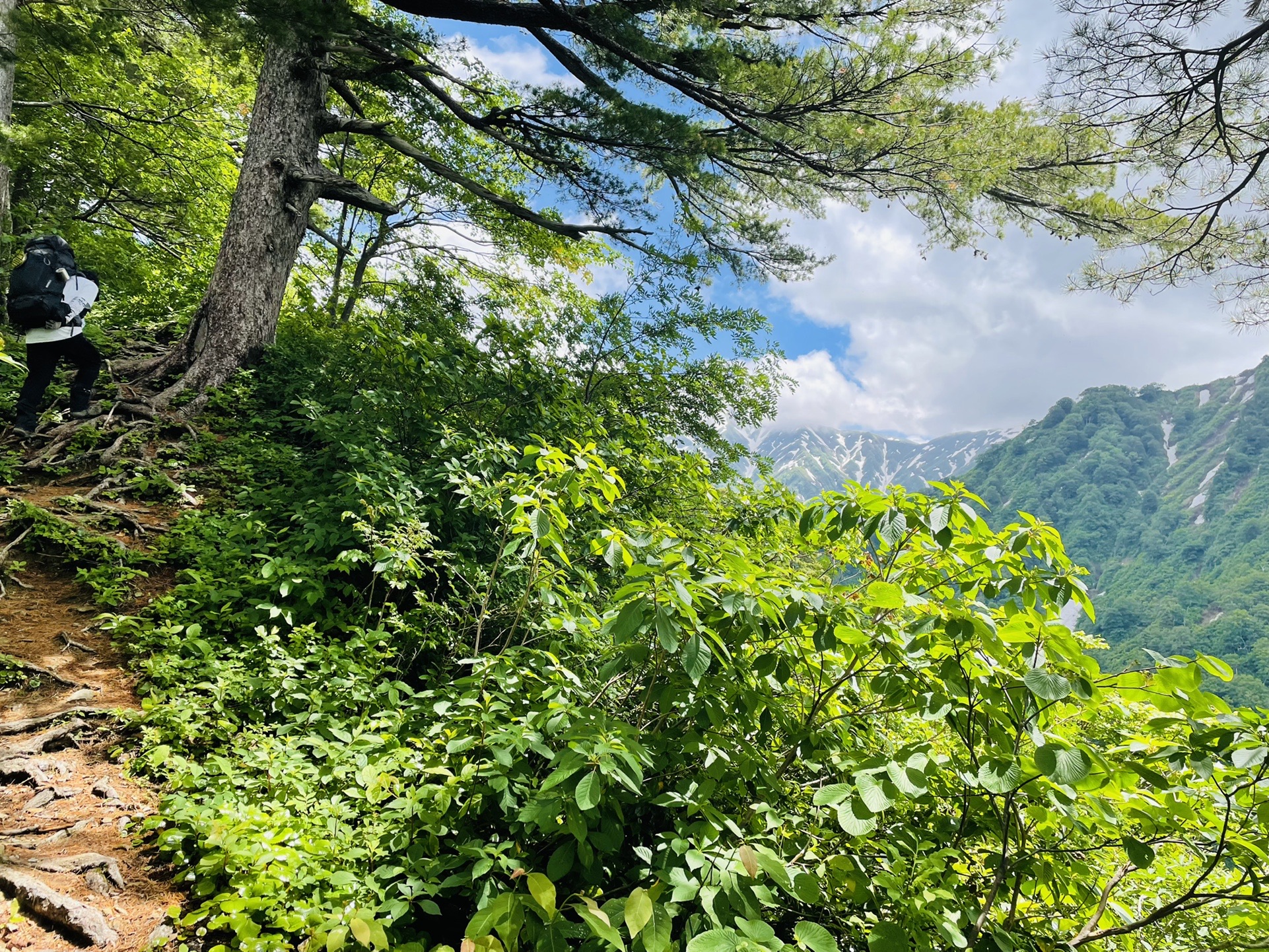 ゼブラが見えてきた！