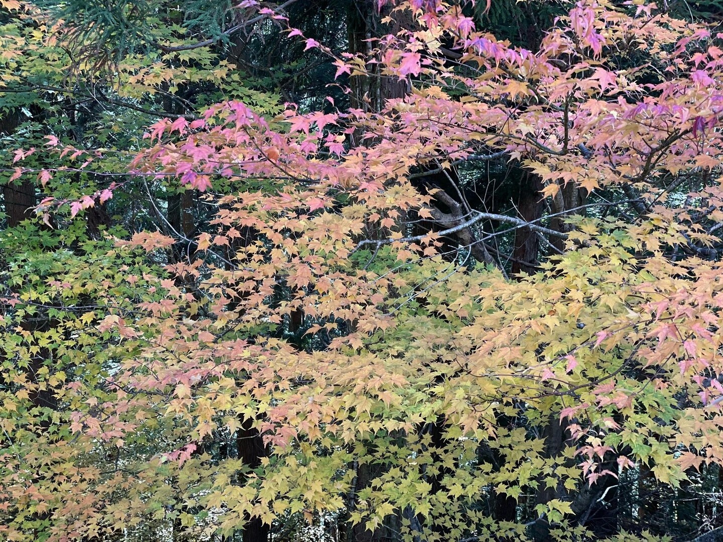 千里江陵一日還 剣山→おうち / ポッカさんの剣山の活動データ YAMAP / ヤマップ