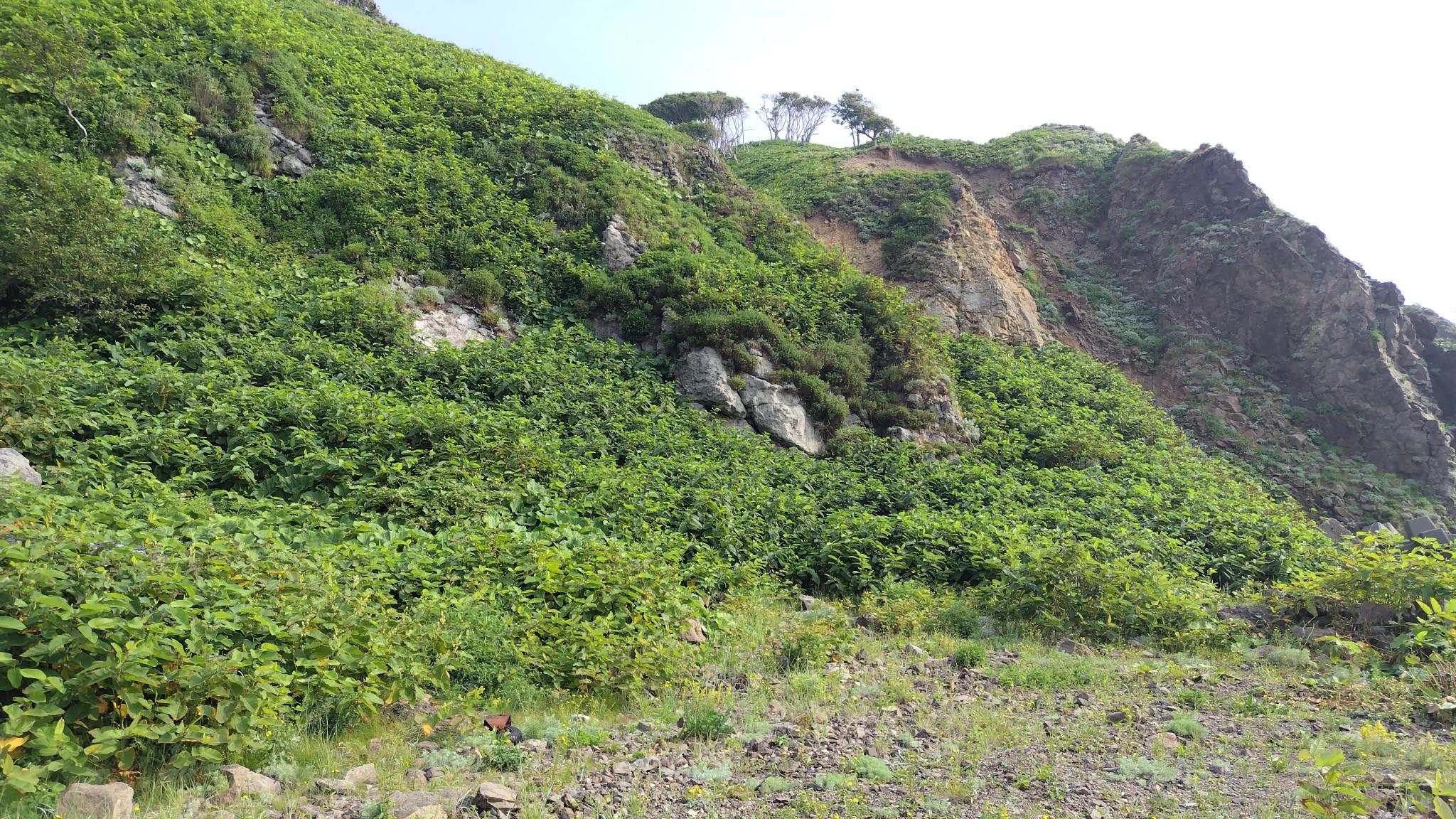 知床岬へ続く道の最後の難所、カブト岩の高巻きへ。登り始めは残置ロープを利用して急登を捩るようにのぼる。