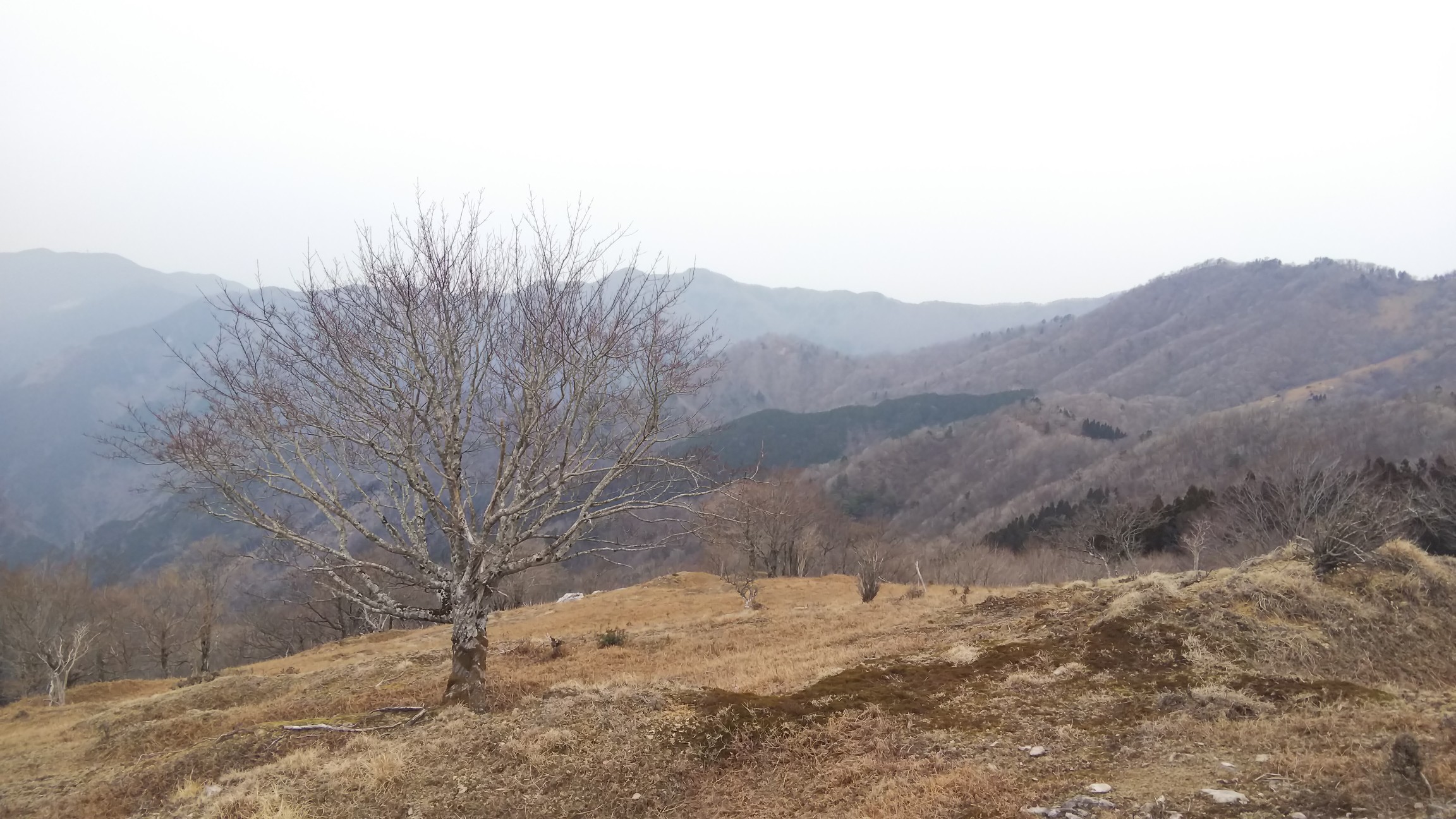 台高マイナー バリルート縦走 赤グラ山 高塚 戸倉山 登尾 高尾山 大鯛山 白鬚岳 北股川林道起点周回 しもさんの池木屋山の活動日記 Yamap ヤマップ