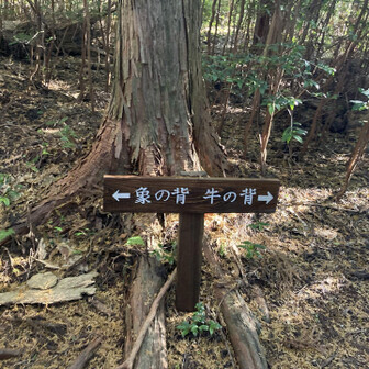 牛の背が増えてました🤣