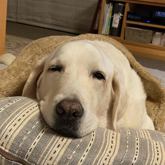 いりえせいいち