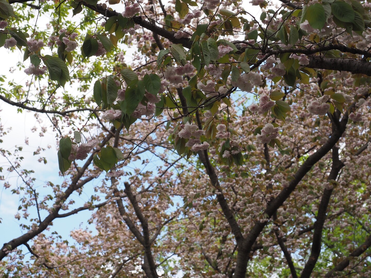 尾根緑道(戦車道路)・小山内裏公園20200419 / tzkomasterさんの多摩市の活動データ YAMAP / ヤマップ