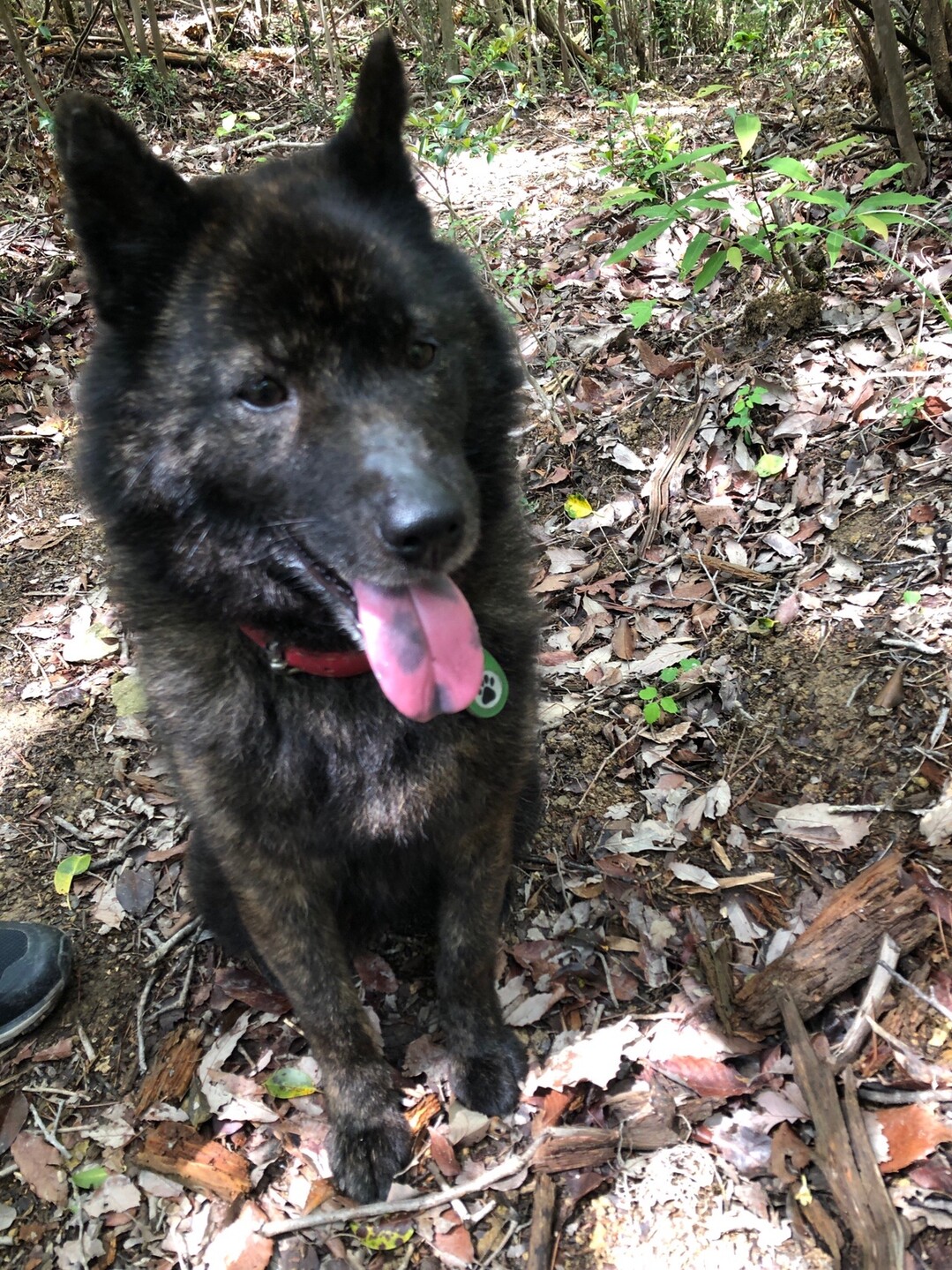北山 犬散歩 05 17 ペネロペさんの丹生山 帝釈山 シビレ山の活動日記 Yamap ヤマップ