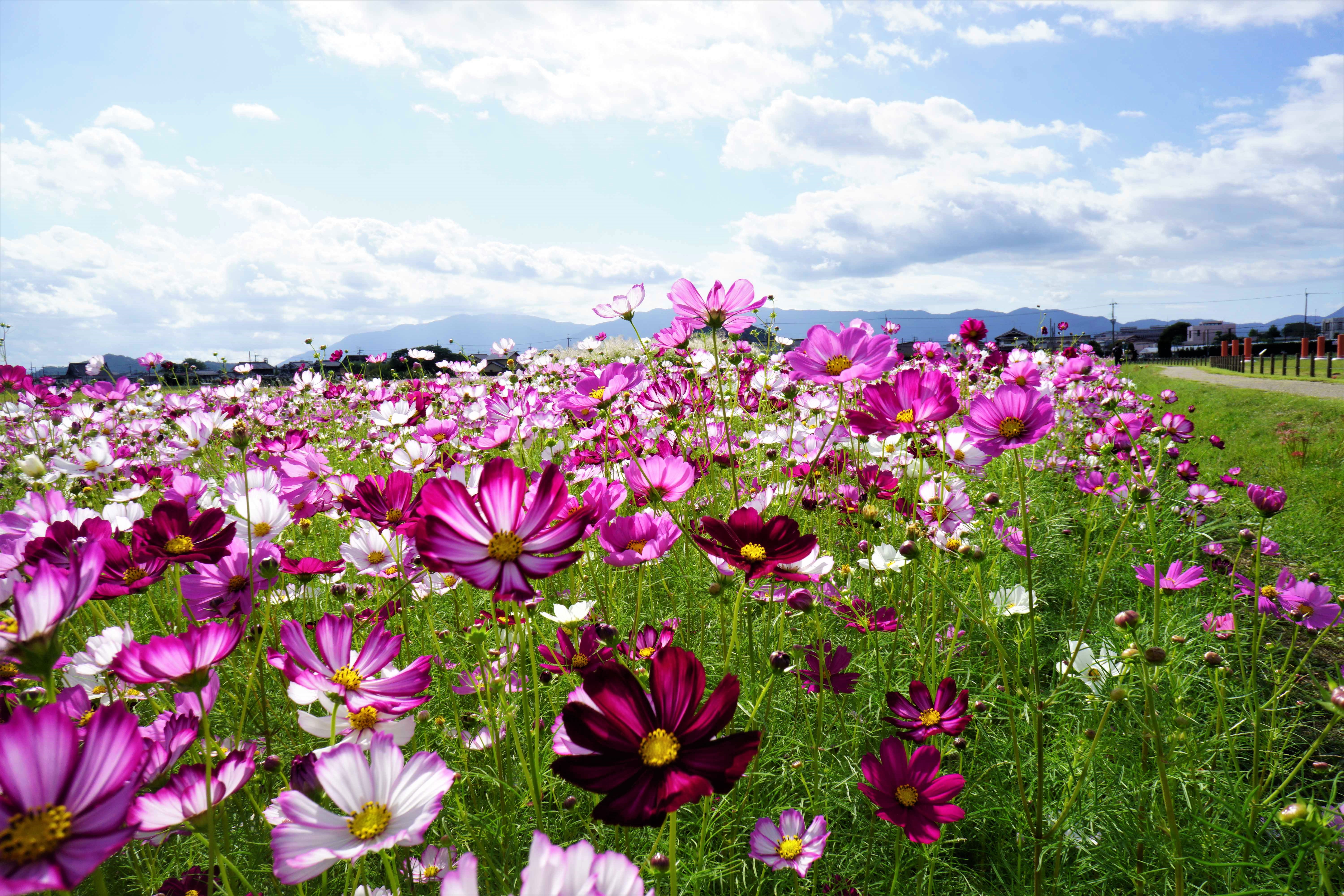 コスモスが揺れる藤原京跡 19 10 04 N Fukuokaさんの大和三山 天香久山 畝傍山 耳成山 の活動データ Yamap ヤマップ