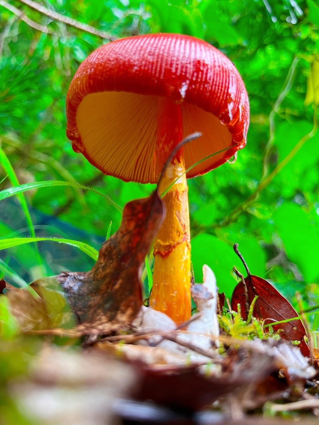 持ちこみ mushroom ornament ❀* 水玉赤い傘の キノコさん