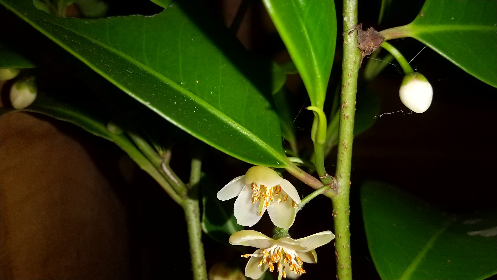 榊の花が咲きました 神棚に供えている あ 太郎さんのモーメント Yamap ヤマップ