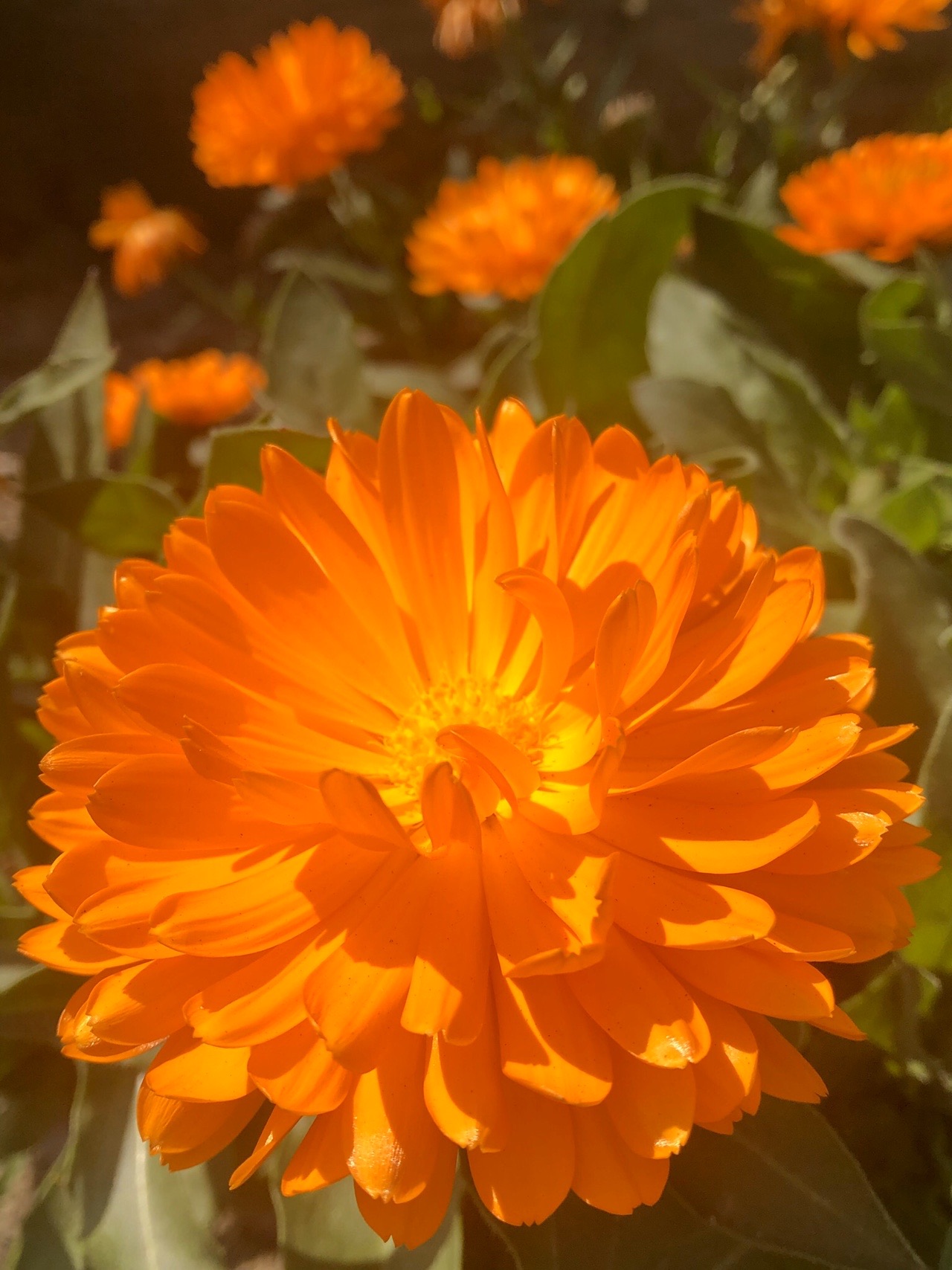 ポンポン山系花綴り 4月 それでも花は微笑み こころの瞳に潤いを やまたいらさんのポンポン山 釈迦岳 小塩山 若山の活動日記 Yamap ヤマップ