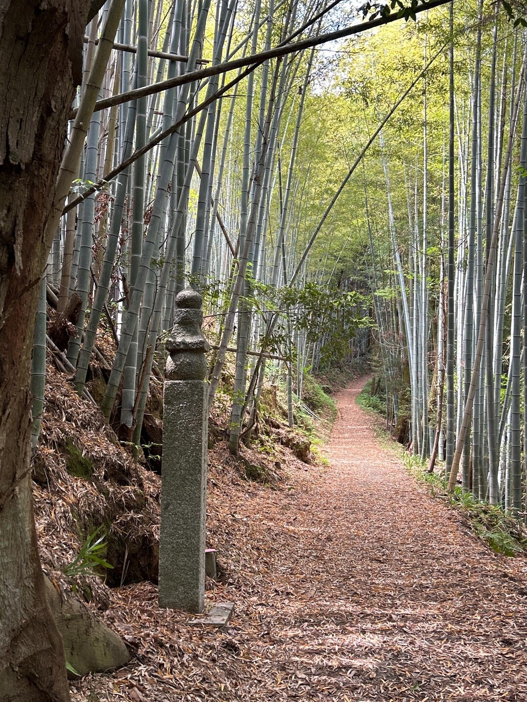 高野参詣道町石道 通行止め一部解除！ / 和歌山県観光振興課さんのモーメント YAMAP / ヤマップ