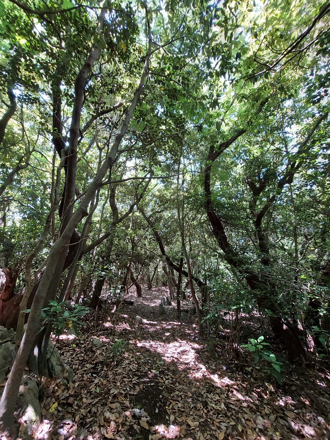 逢えました わが最強師匠に 関の山 猫ちゃん 関の山の写真42枚目 さぁ 余は満足じゃ ってな Yamap ヤマップ
