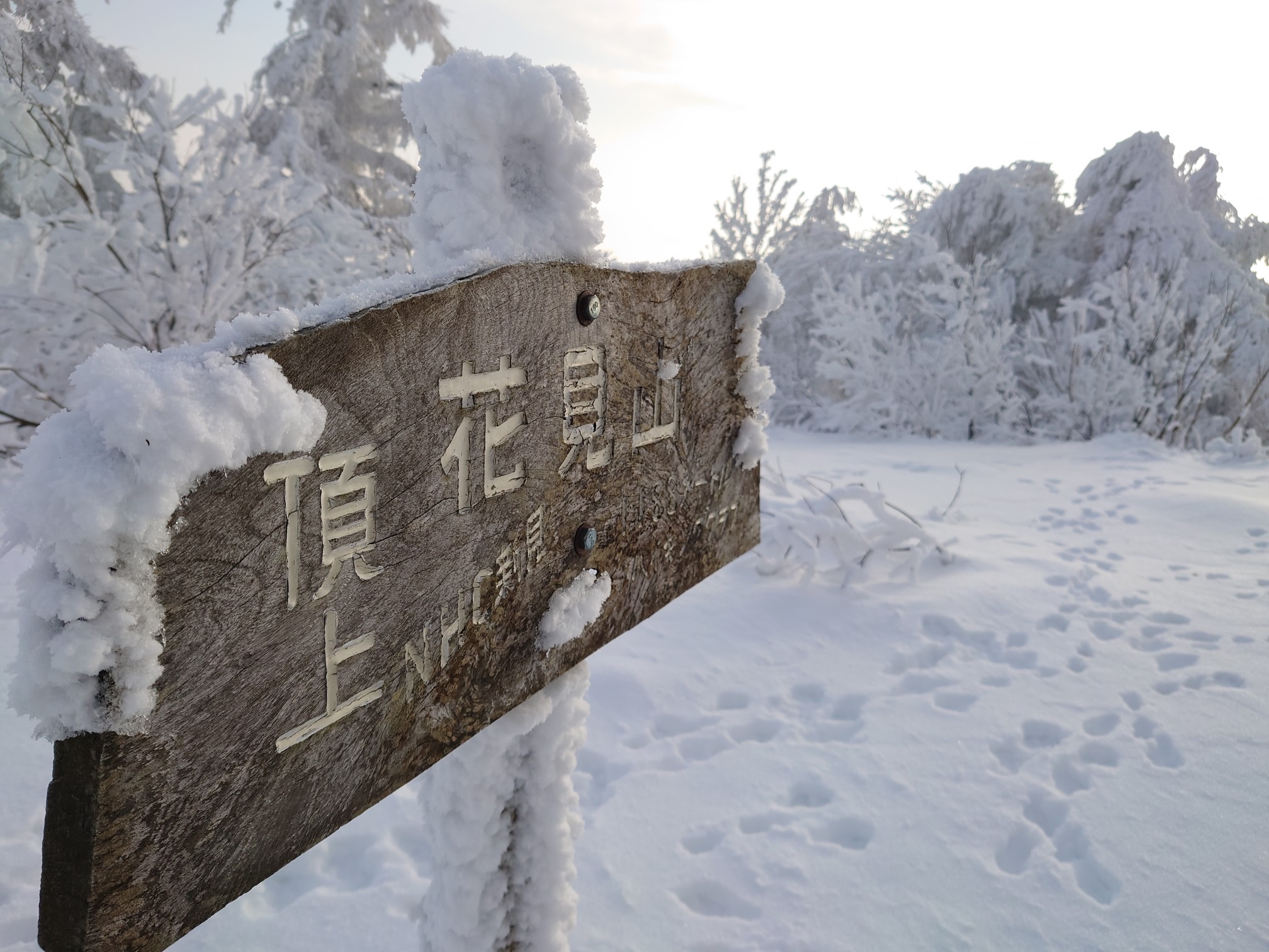 花見山セルフスキー場おーぷん アルヘナさんの花見山の活動データ Yamap ヤマップ